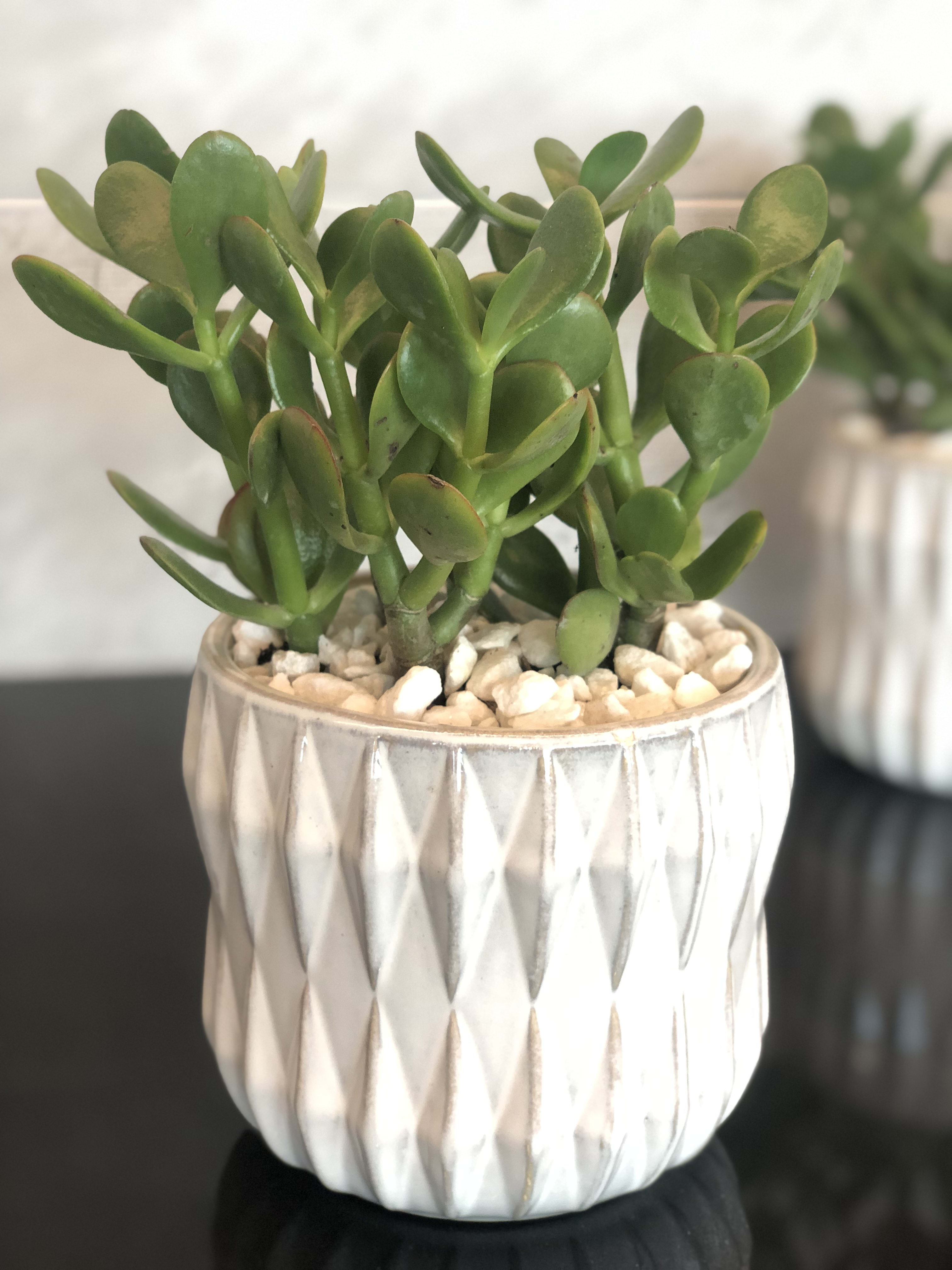 Jade Plant In Chicago Il Honey Street Flowers