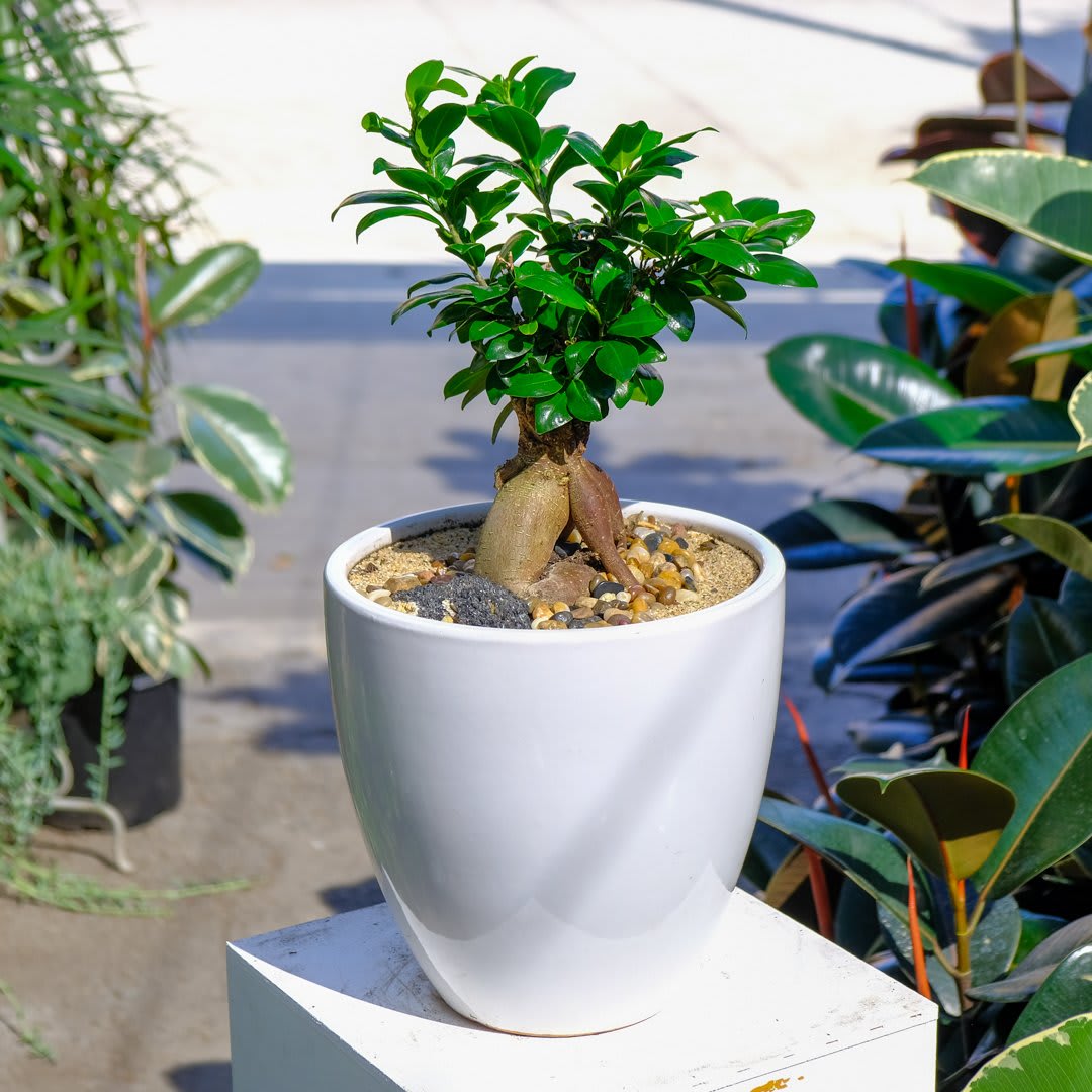 Ginseng Ficus Bonsai In Los Angeles Ca Wowsome Blossom