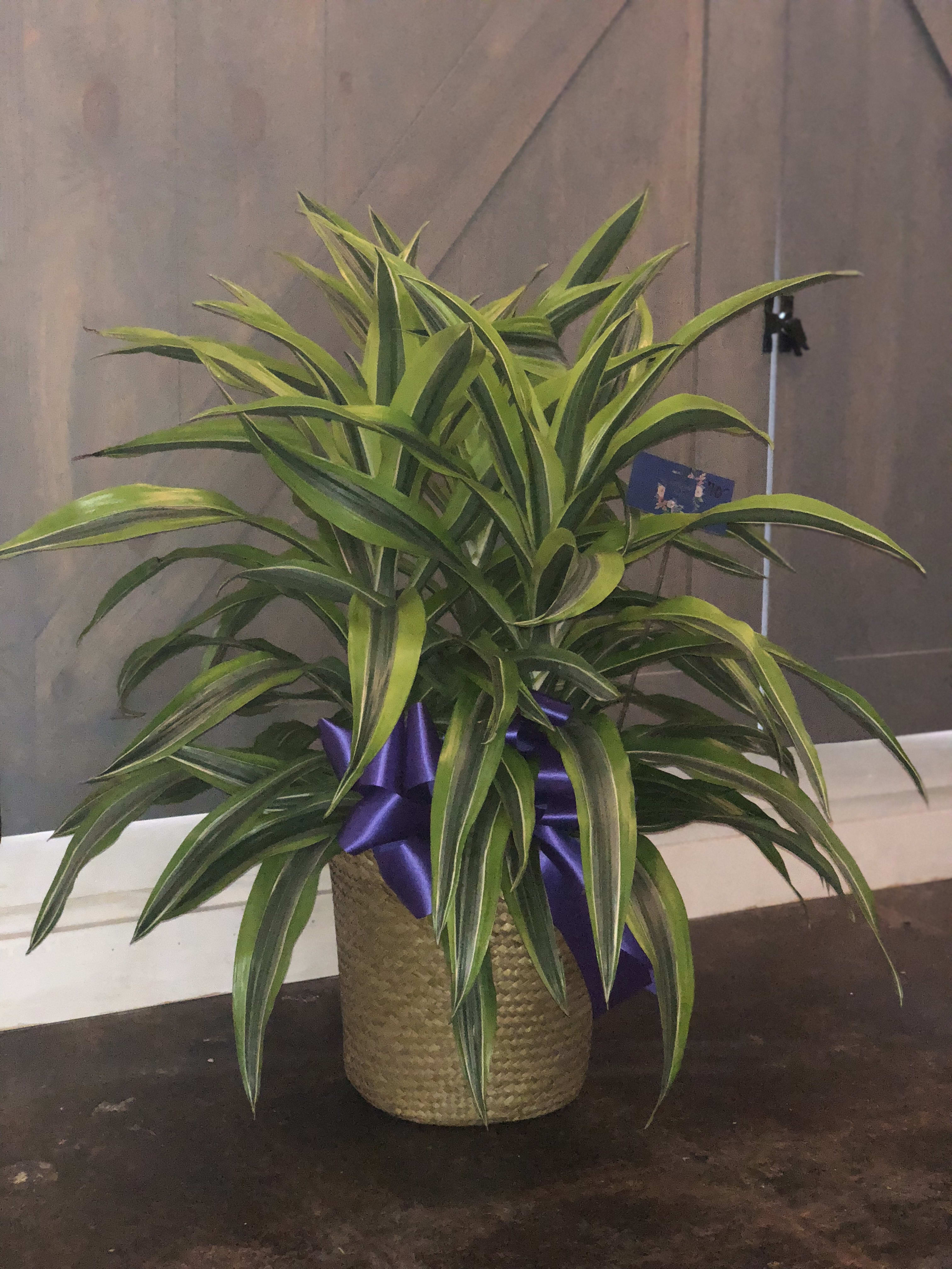 Large Green Plant in Farmington, MO Butterfields Florist