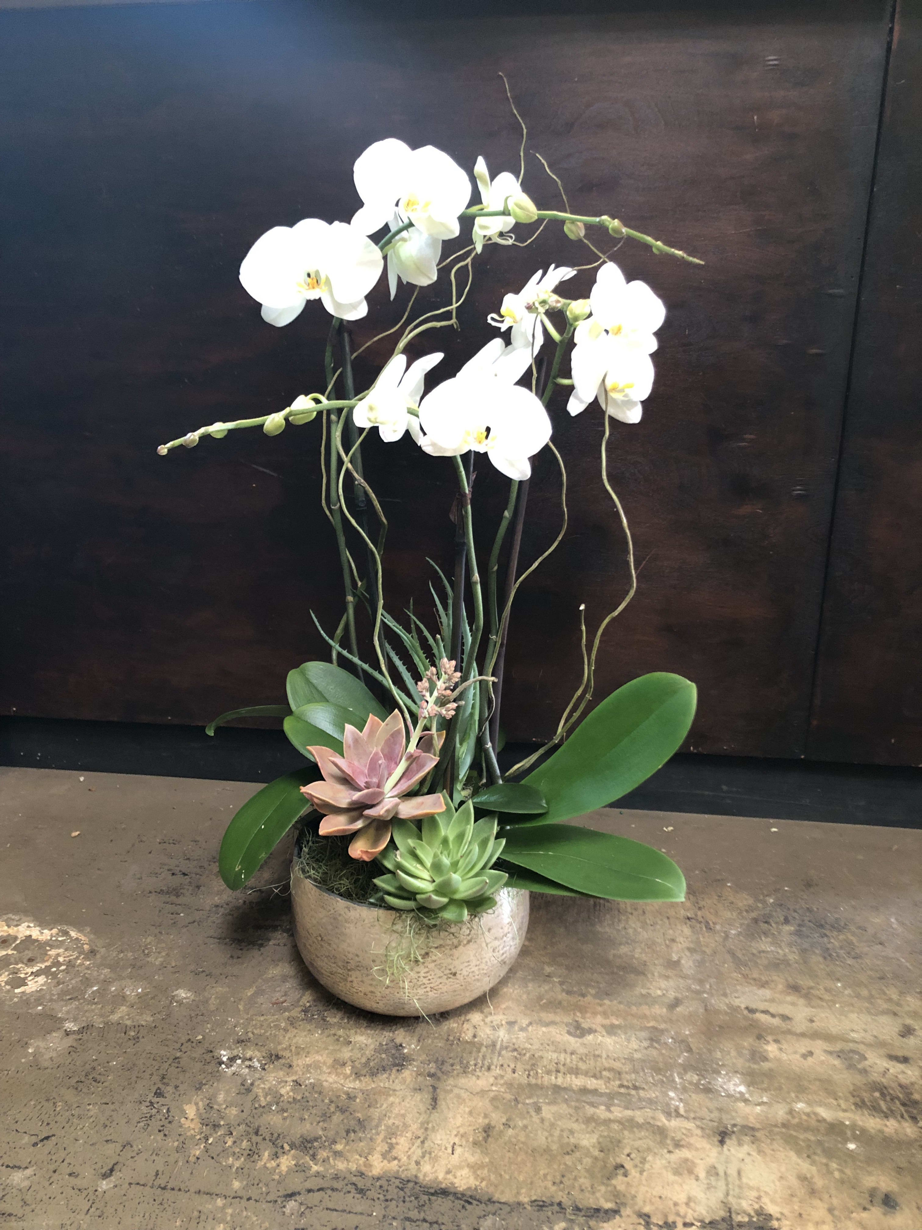 Multiple White Orchids In Round Glass By Green Door Design
