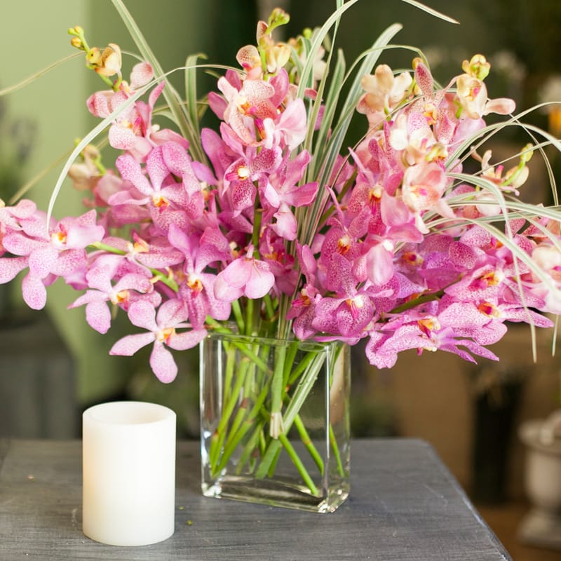 Mokara Orchids In San Diego Ca Timeless Blossoms