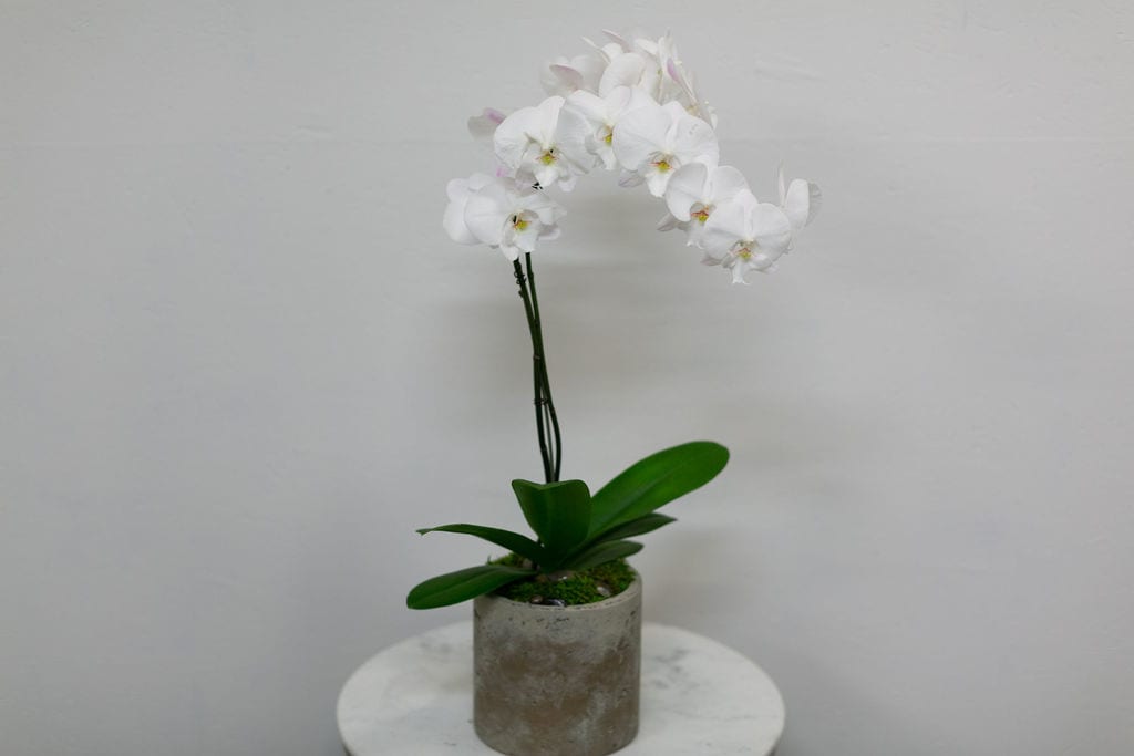 White Orchid In Brooks Pot By The Florist At Moana Nursery