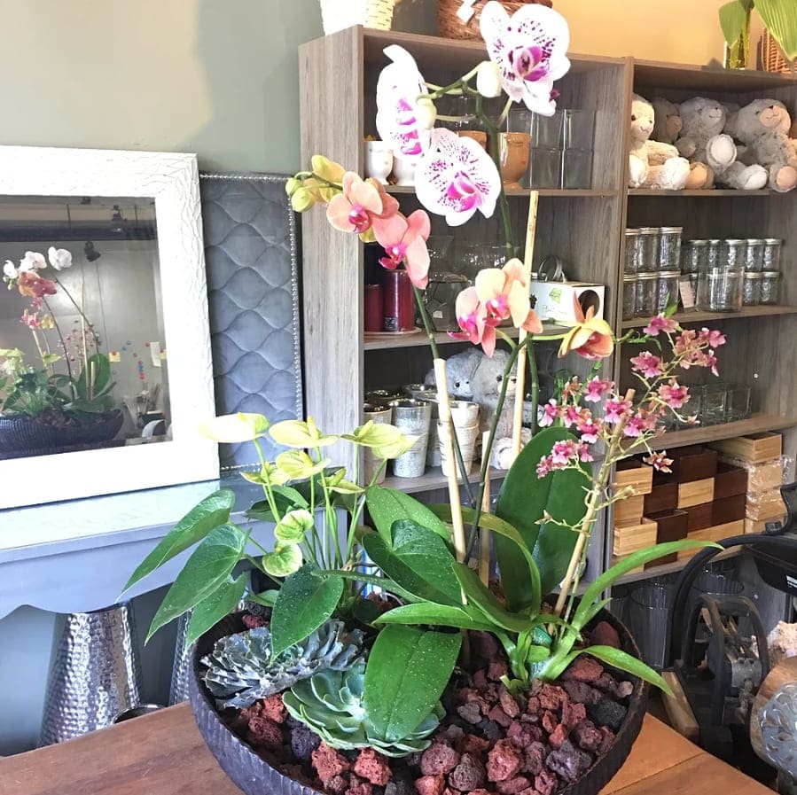Orchids Mix Plants By Stanley Ito Florist