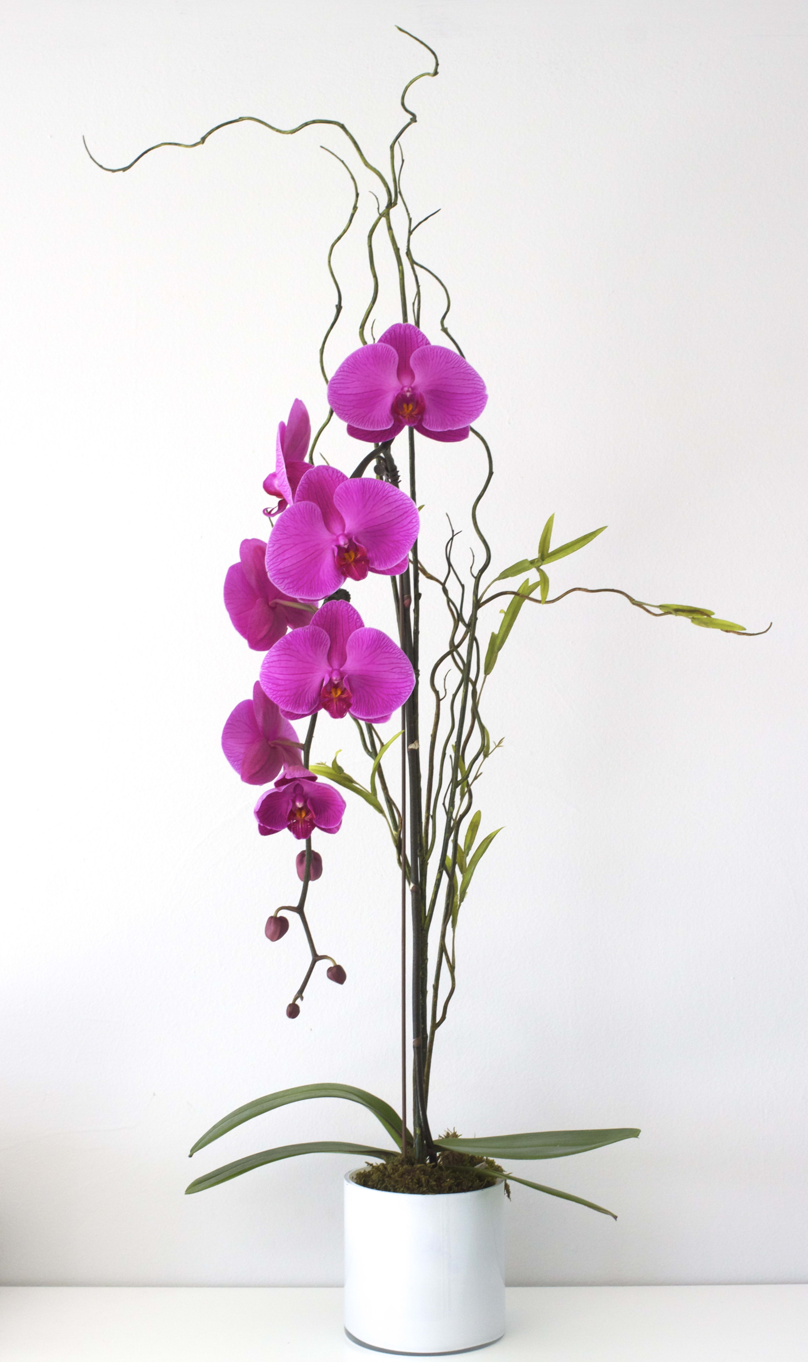 Pink Orchid In Los Angeles Ca La Orchidia