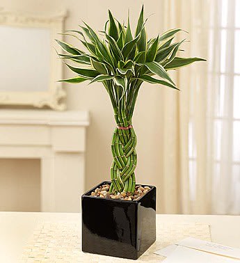 Modern Bamboo 147 In San Jose Ca Toshi S Flowers Gifts