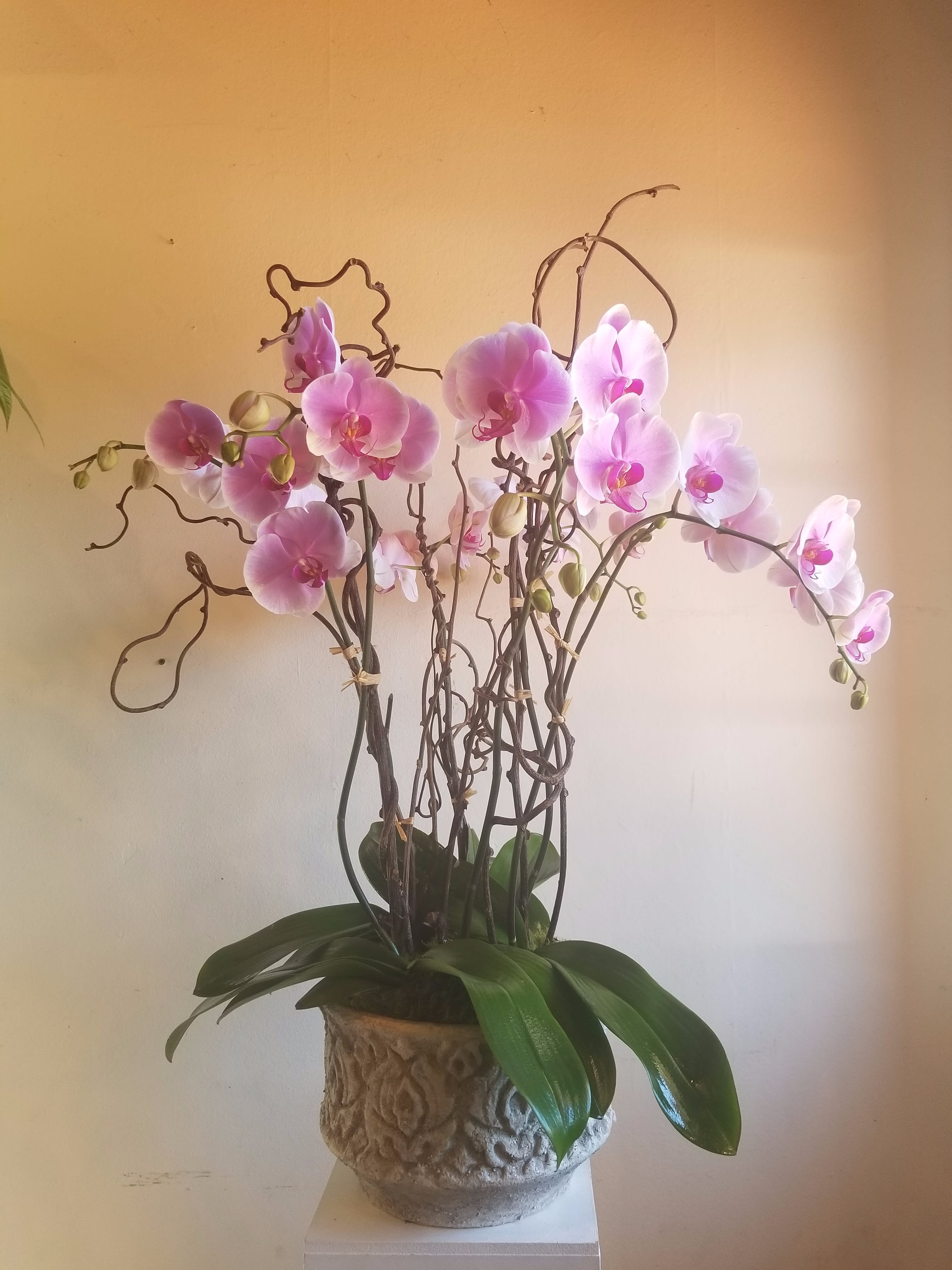 Large Orchid In Del Mar Ca Jolie Fleur