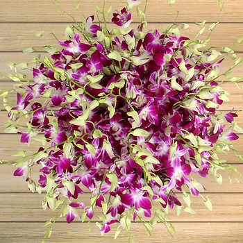 Bulk Dendrobium Orchids In Salina Ks The Flower Nook