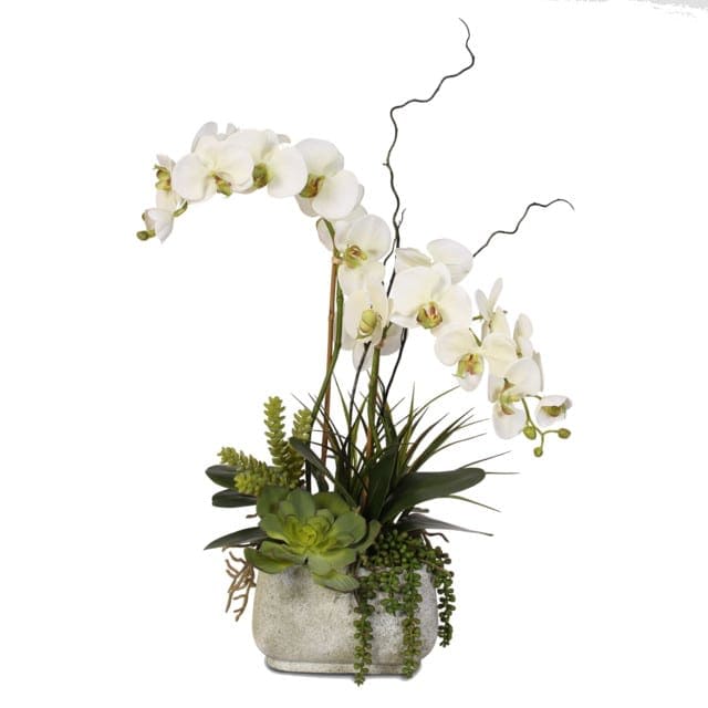 Orchids And Succulent Garden In Encinitas Ca Encinitas Florist