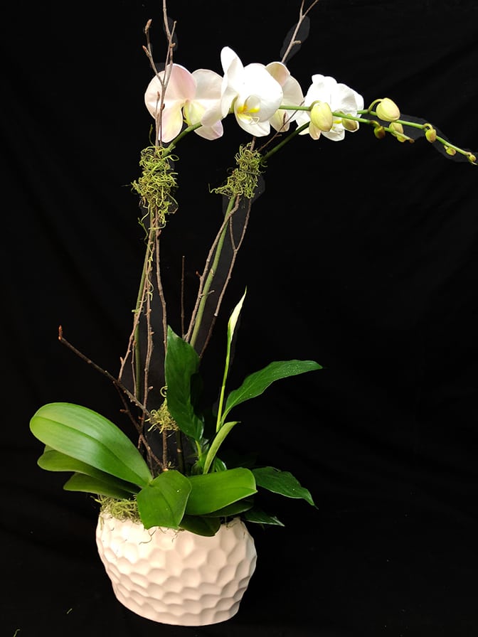 Double Phalaenopsis Orchid Md13 7 In La Jolla Ca Adelaide S