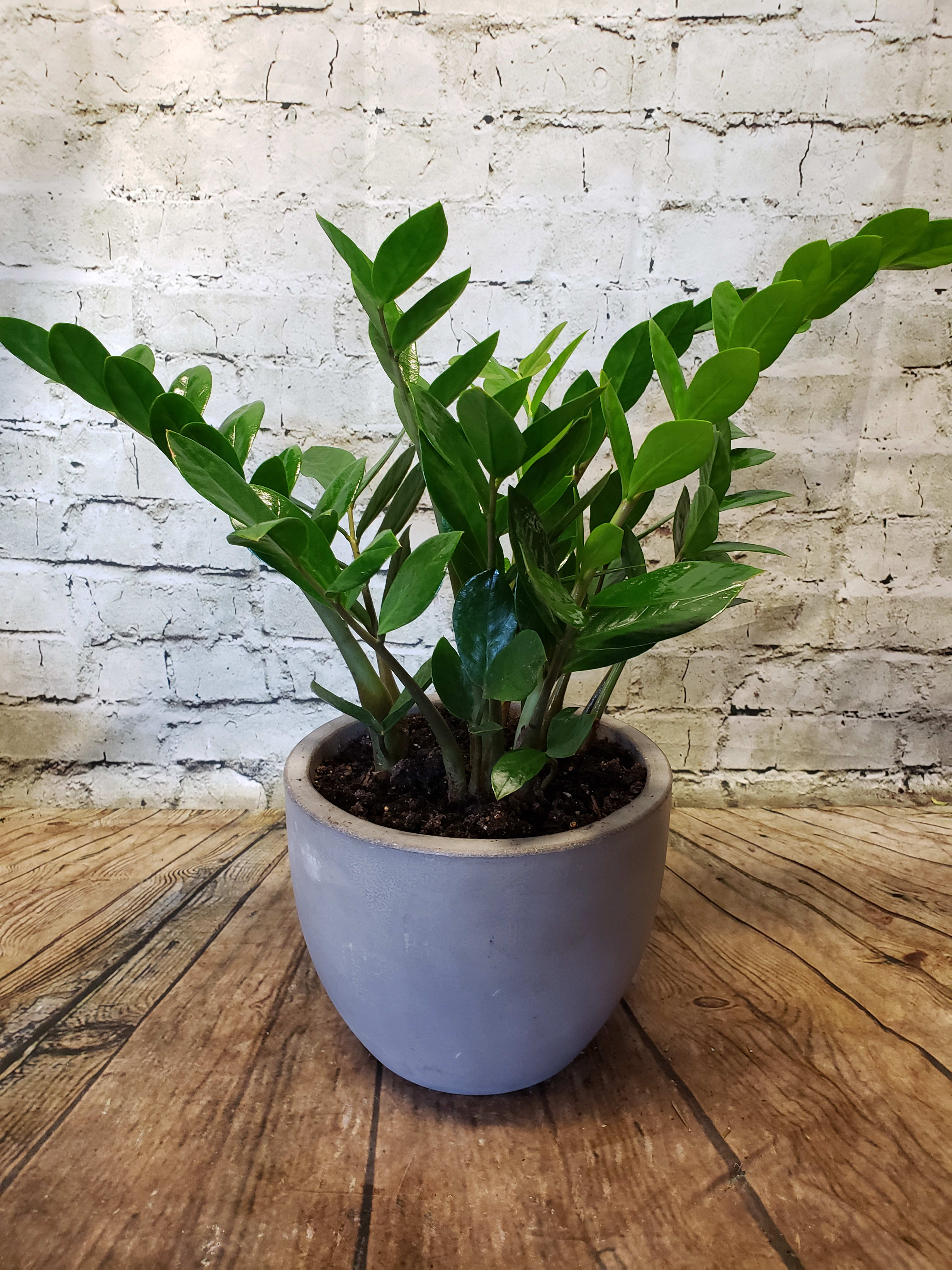 ZZ Plant in Marlborough, MA The Floral Gallery