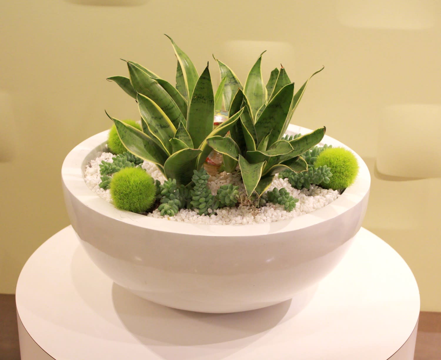 Modern Plants in Los Angeles, CA Downtown Flowers net