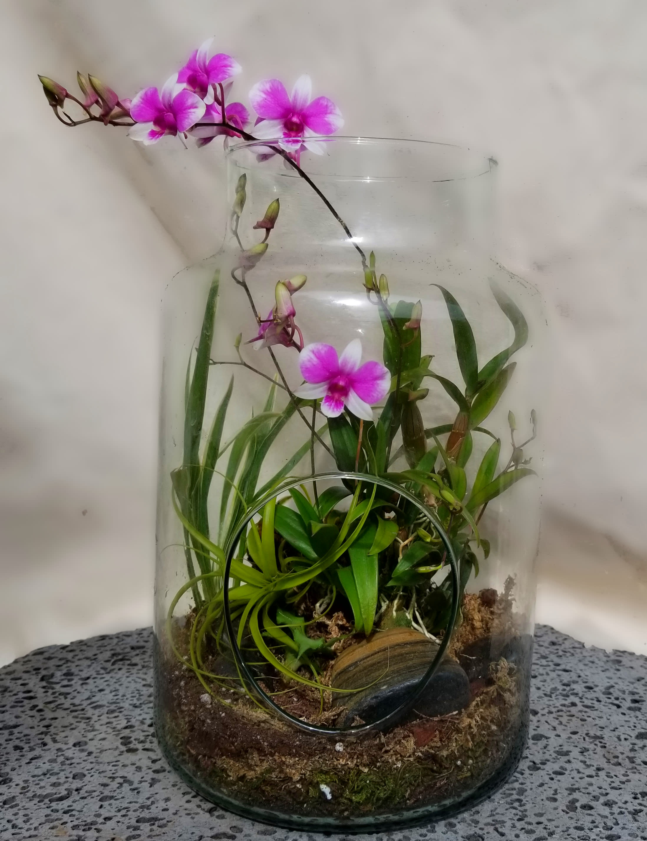 Flowering Orchid Open Terrarium In Honolulu Hi The Blue Iris