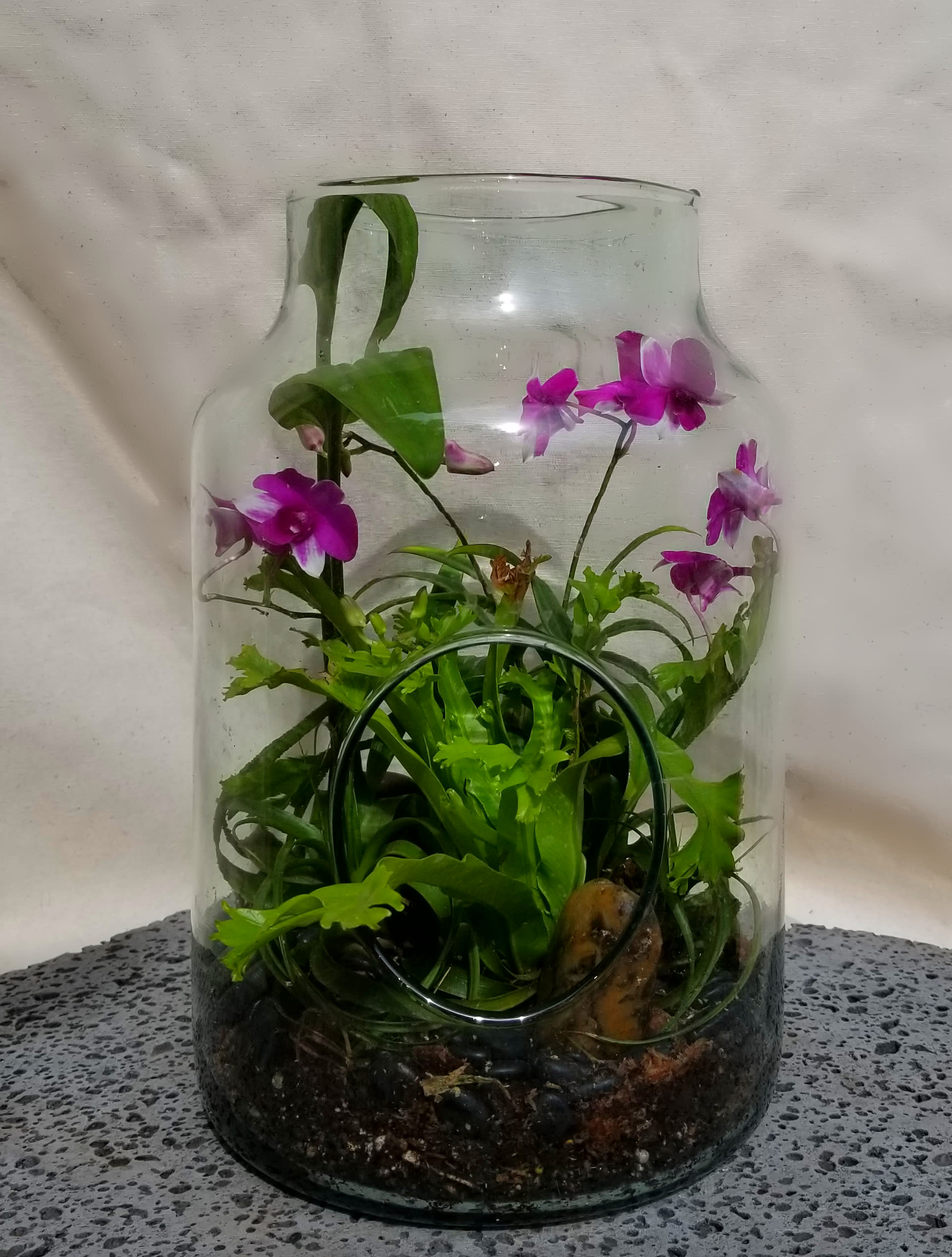 Mike S Mini Orchid Open Terrarium By The Blue Iris