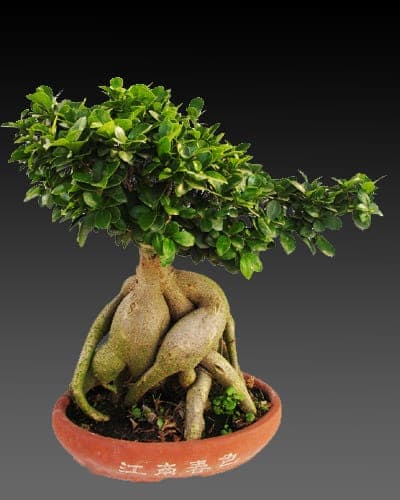 Elegant Bonsai Tree In Brookline Ma Ec Florist