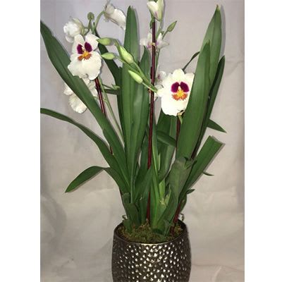 Miltonia Orchid In New York Ny Sandra S Donath S Florist