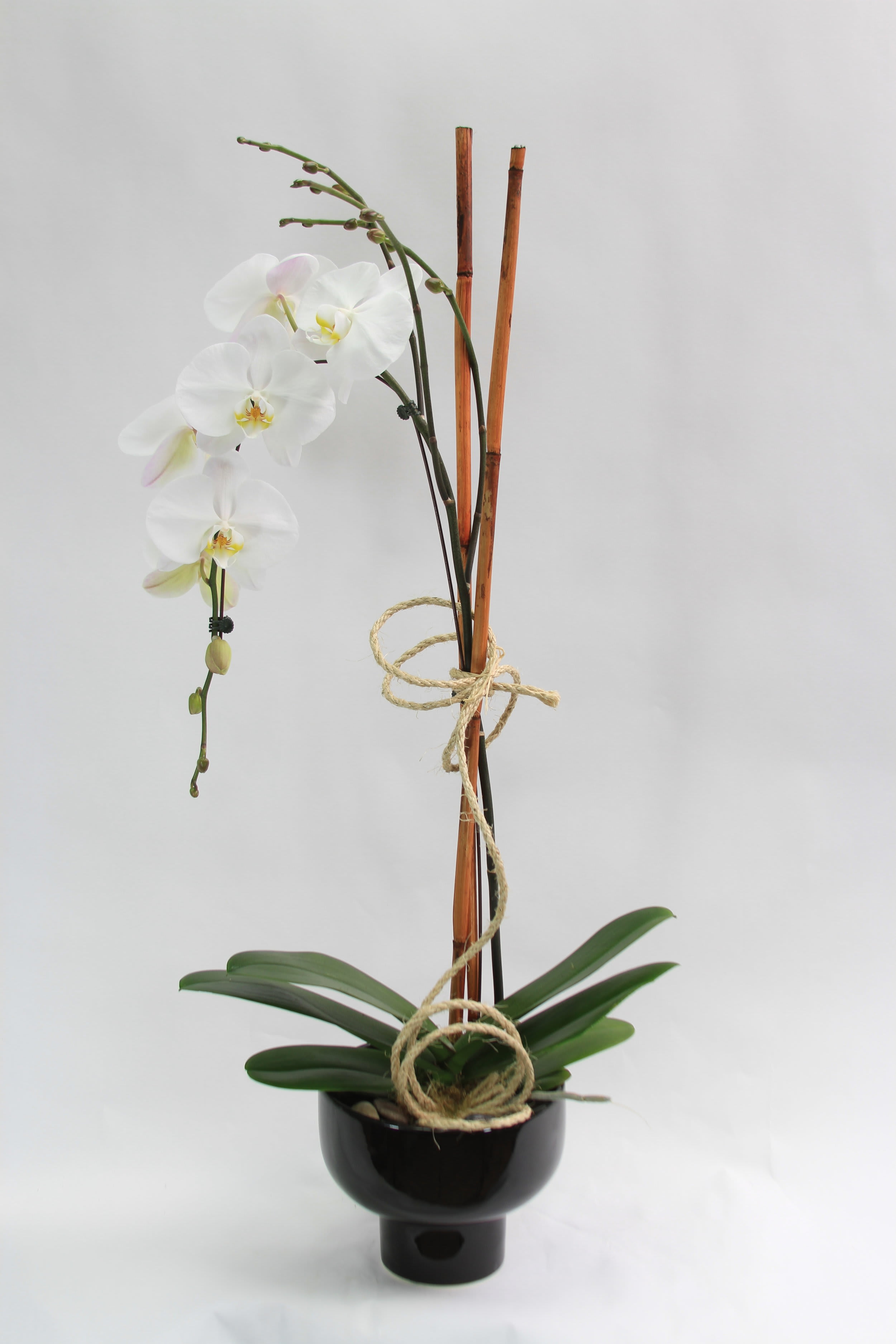Orchid Paradise In Portland Or Vip Flowers
