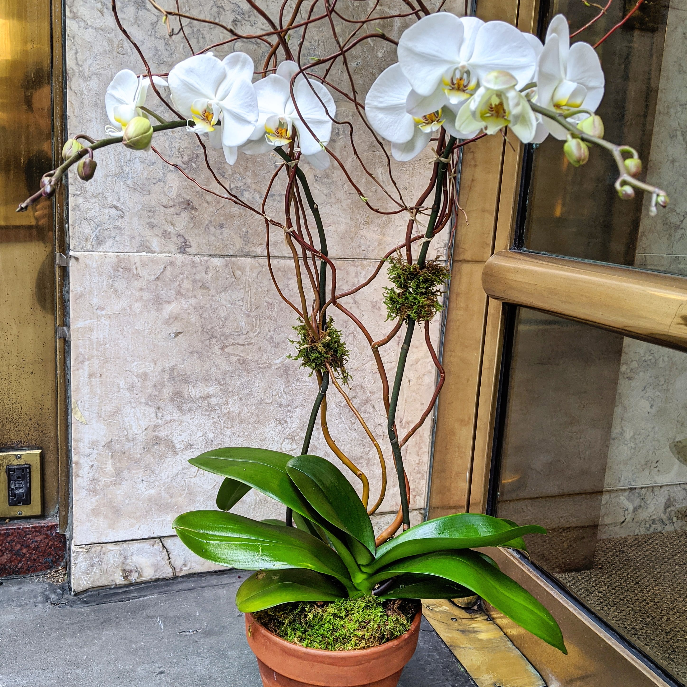 Phalaenopsis White Orchid In New York Ny Garage Flowers