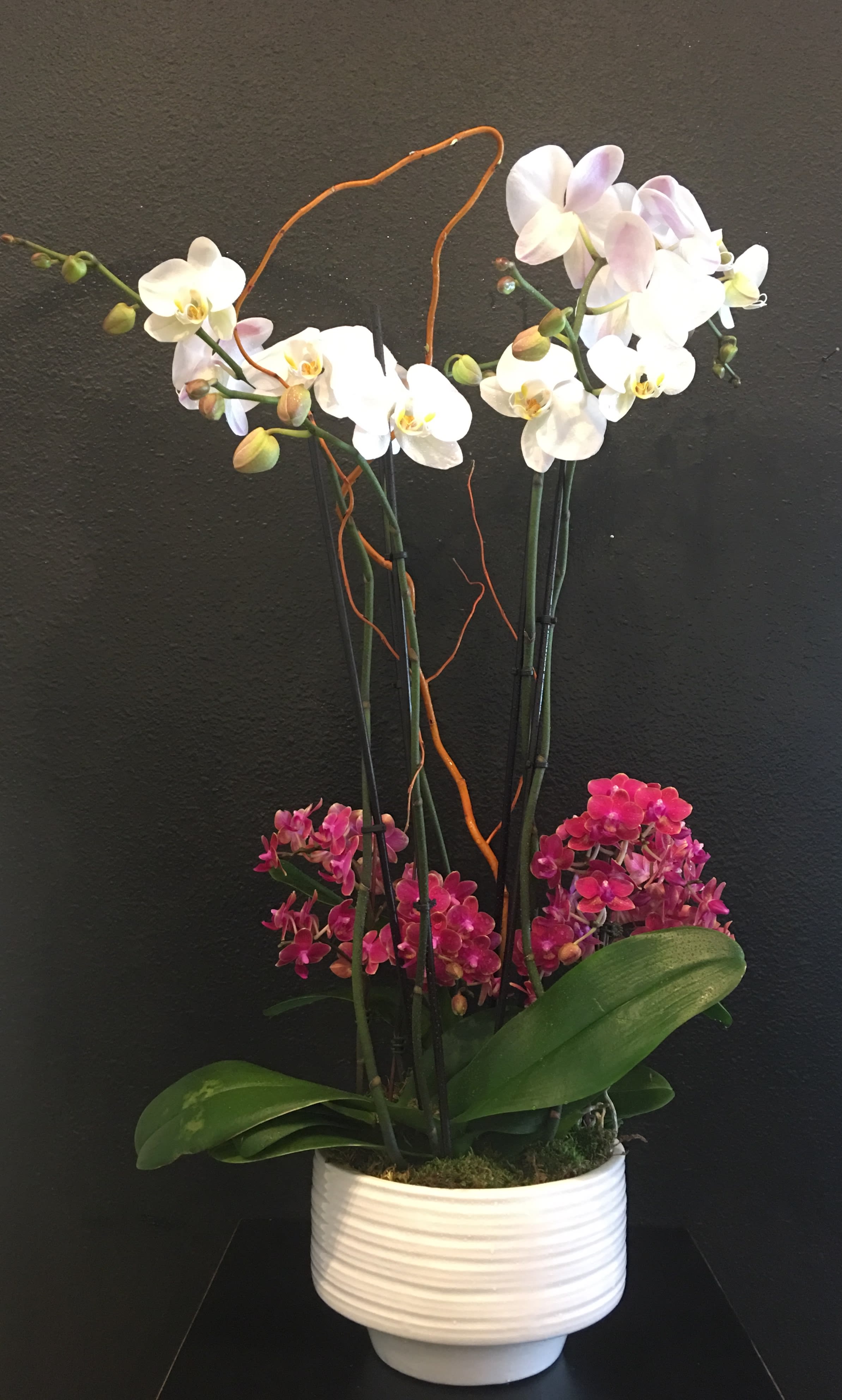 Deluxe Phalaenopsis Orchid Plant In Westlake Village Ca Westlake Florist