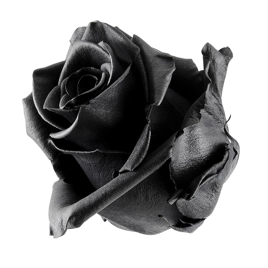 18 Black Roses Delivered In A Vase By Rainbow Of Blossoms