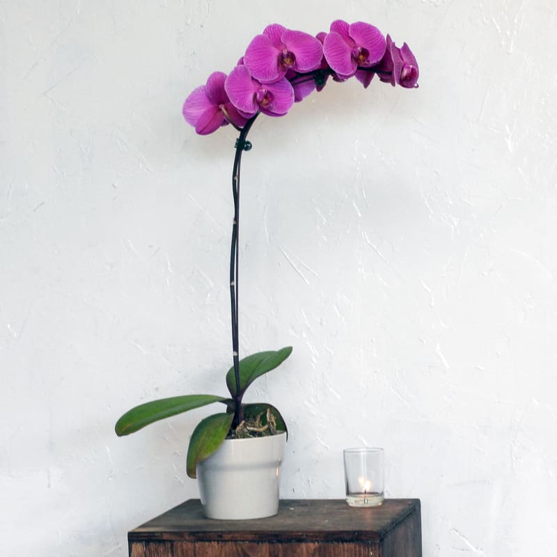 Fresh Orchid Plant Various Color Options In Denver Co Twisted Tulip