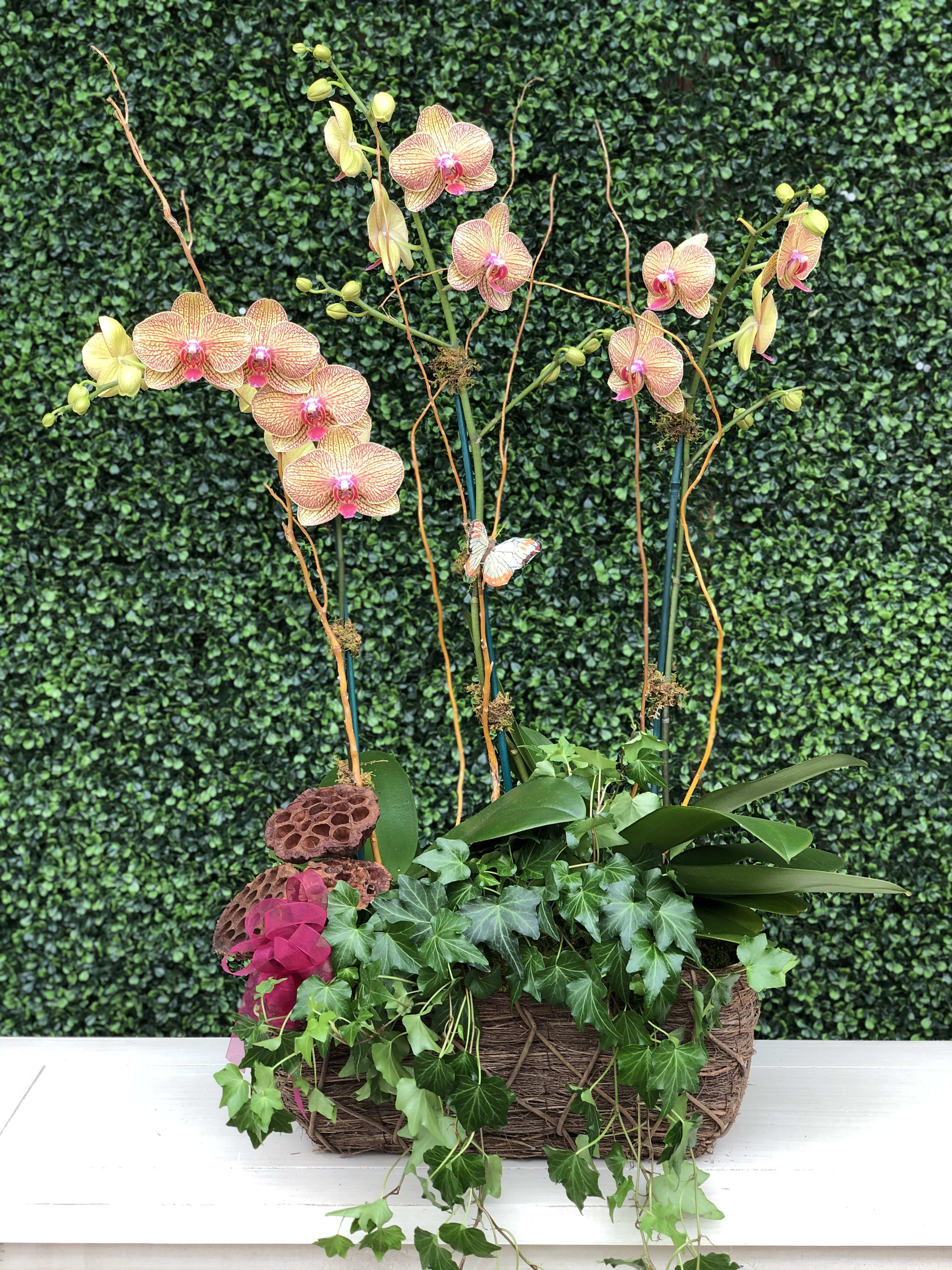 Kaleidoscope Phalaenopsis Orchids Arrangement In Miami Fl Hirni S Wayside Garden Florist