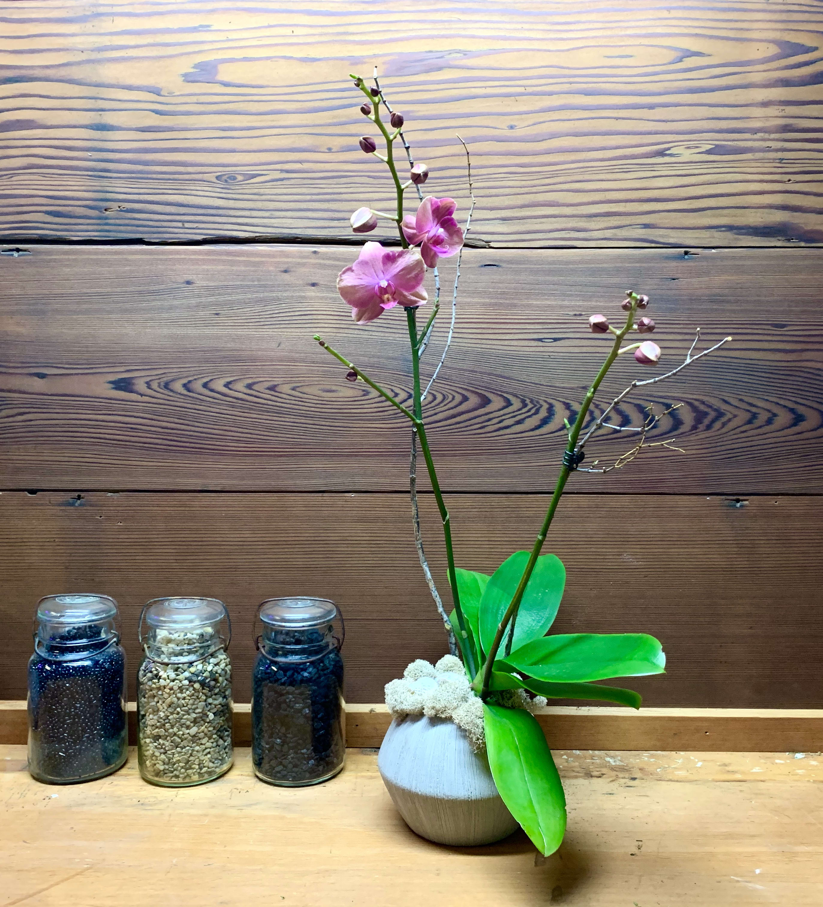 Media Phalaenopsis Orchid Garden By Sound Blooms Floral Studio