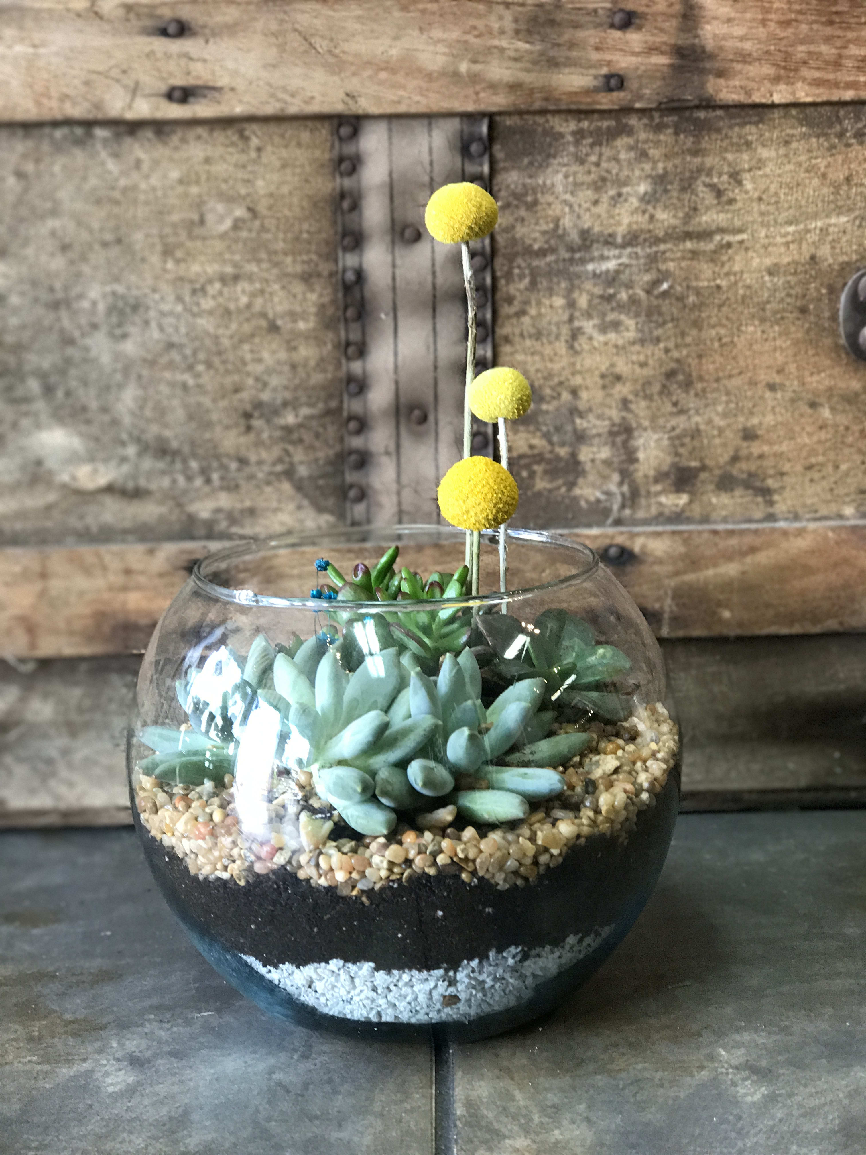 Frida Diego Succulent Terrarium By House Of Flowers