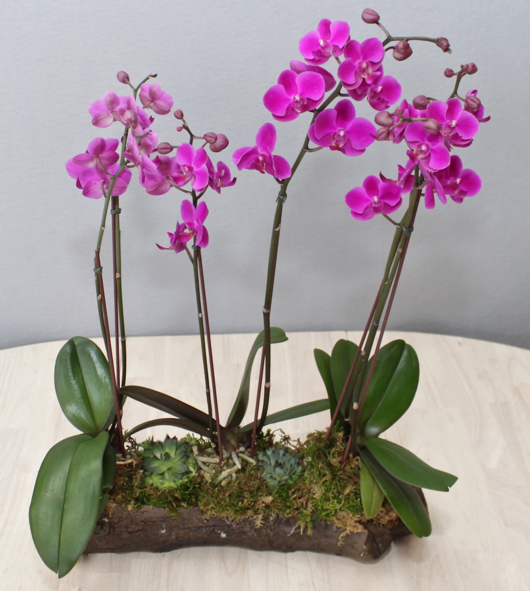 Mini Purple Orchid Trio Glendale Florist In Glendale Ca Glendale Florist