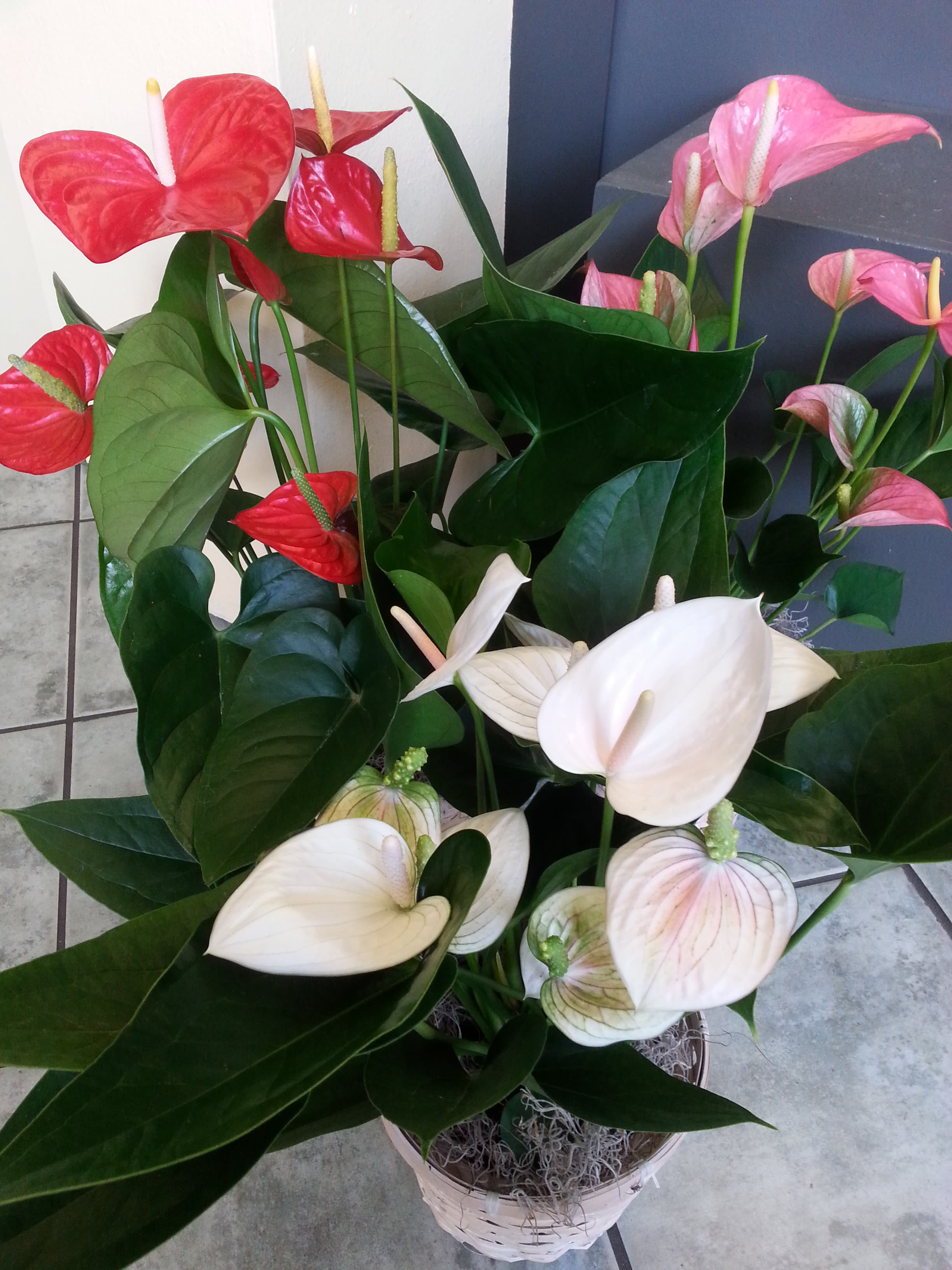 Anthurium Plant by Flower Bowl Florist
