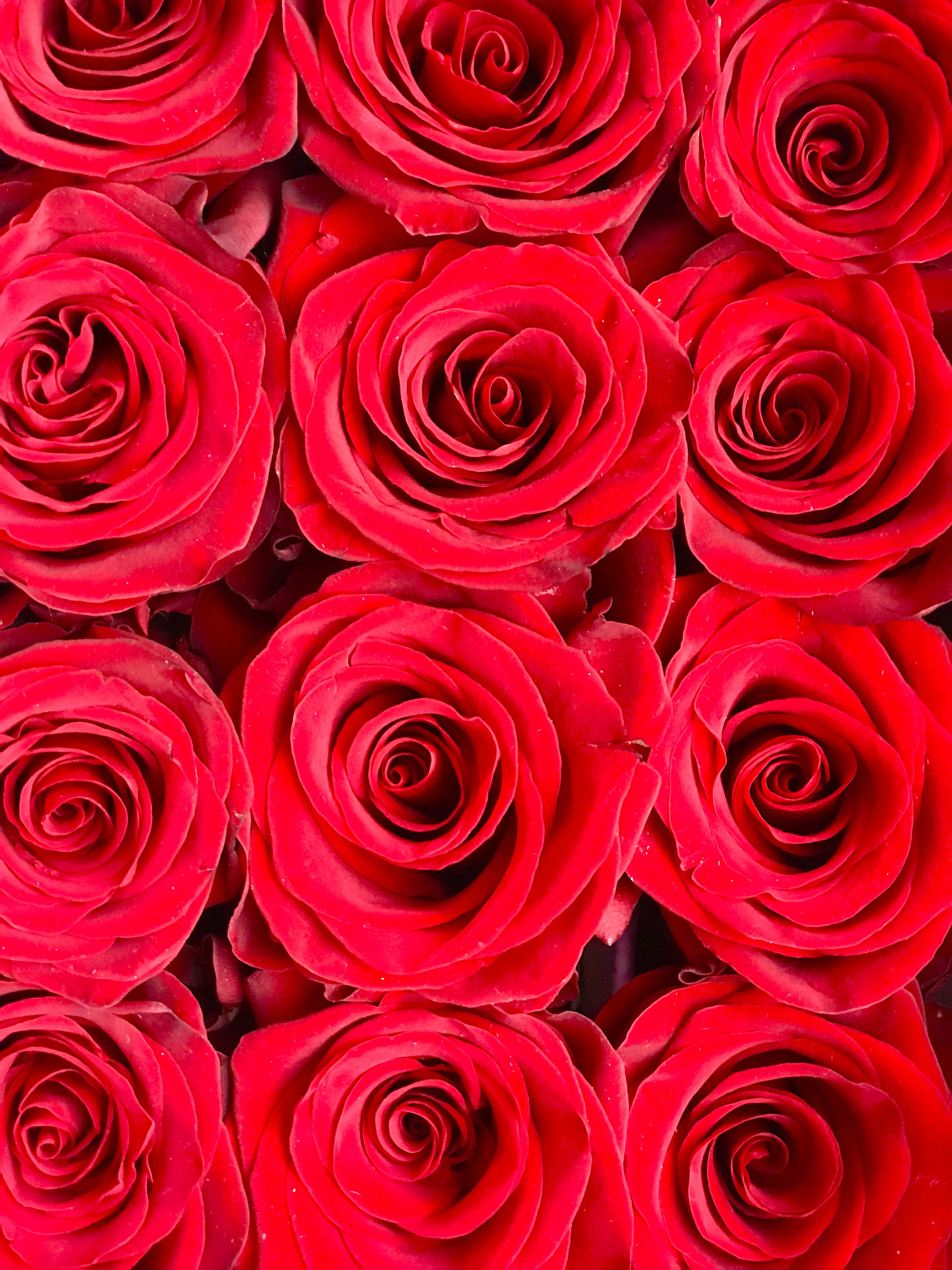 Dozen premium Red roses, Timeless Classic. in San Francisco, CA | Not ...