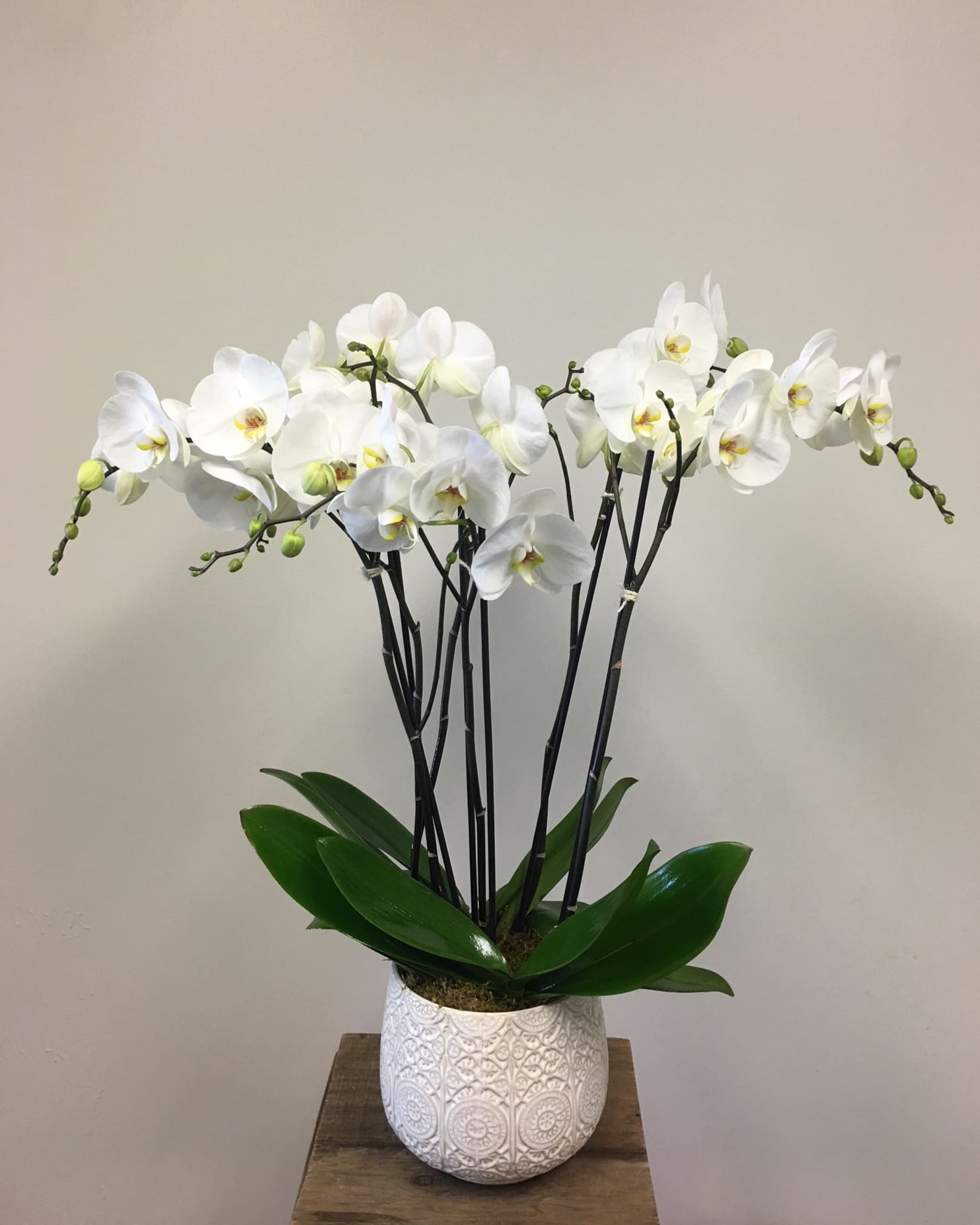 Beautiful White Orchid Planter In Menlo Park Ca Twig And Petals