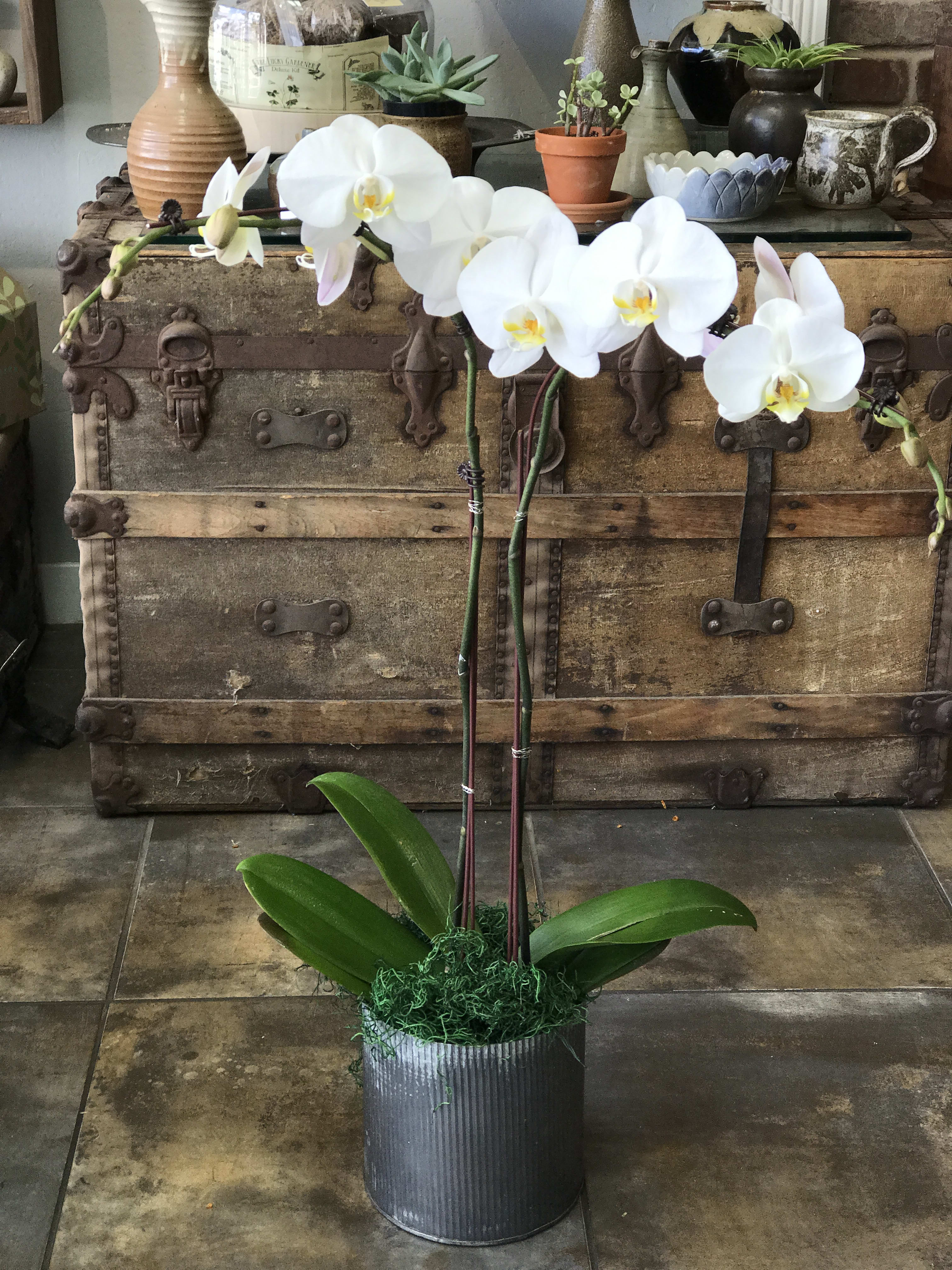 Patrick Ian Double Spike Orchid In Bakersfield Ca House Of Flowers