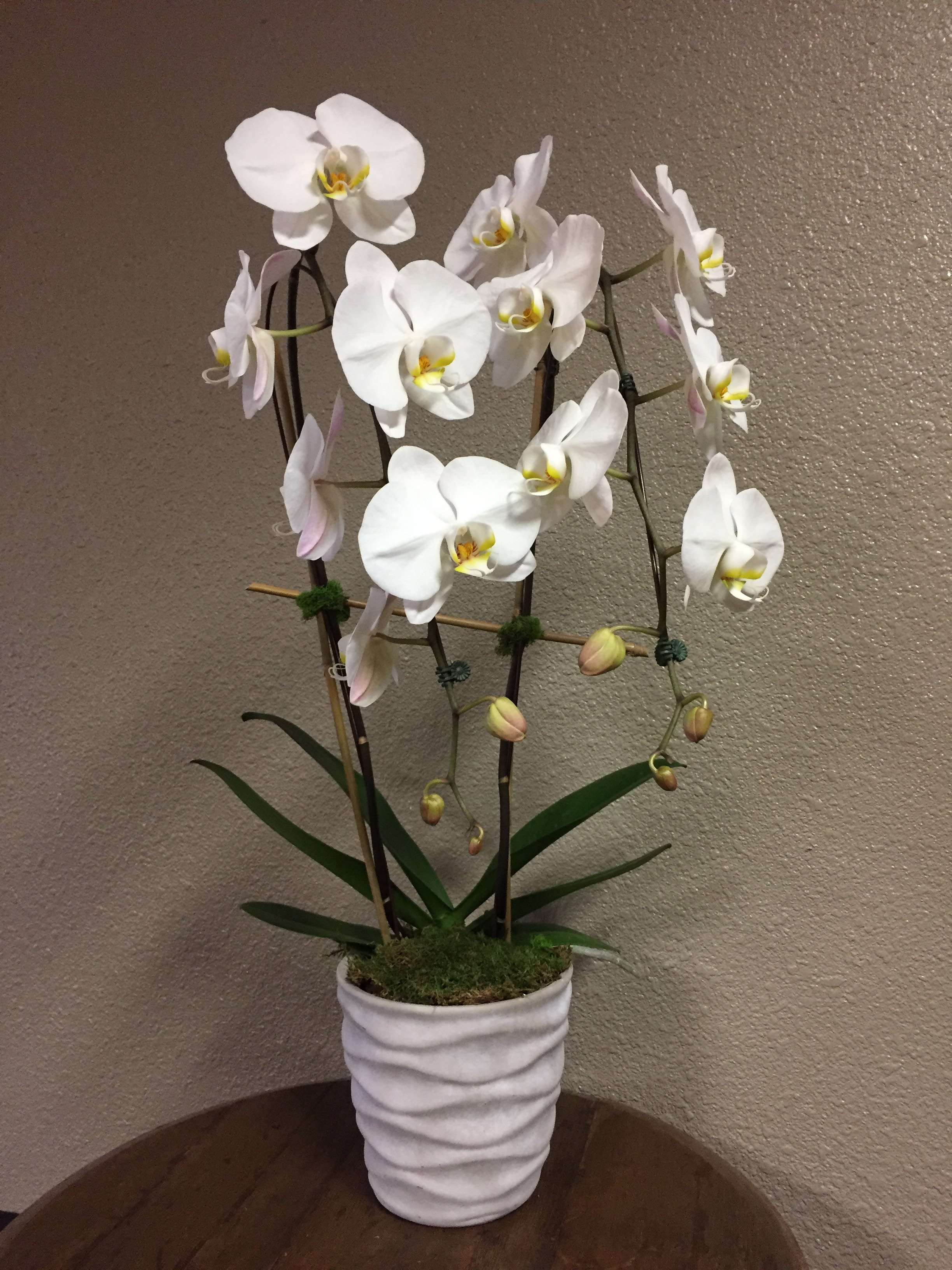 Double Phalaenopsis Orchid Plant By Buddies Flowers