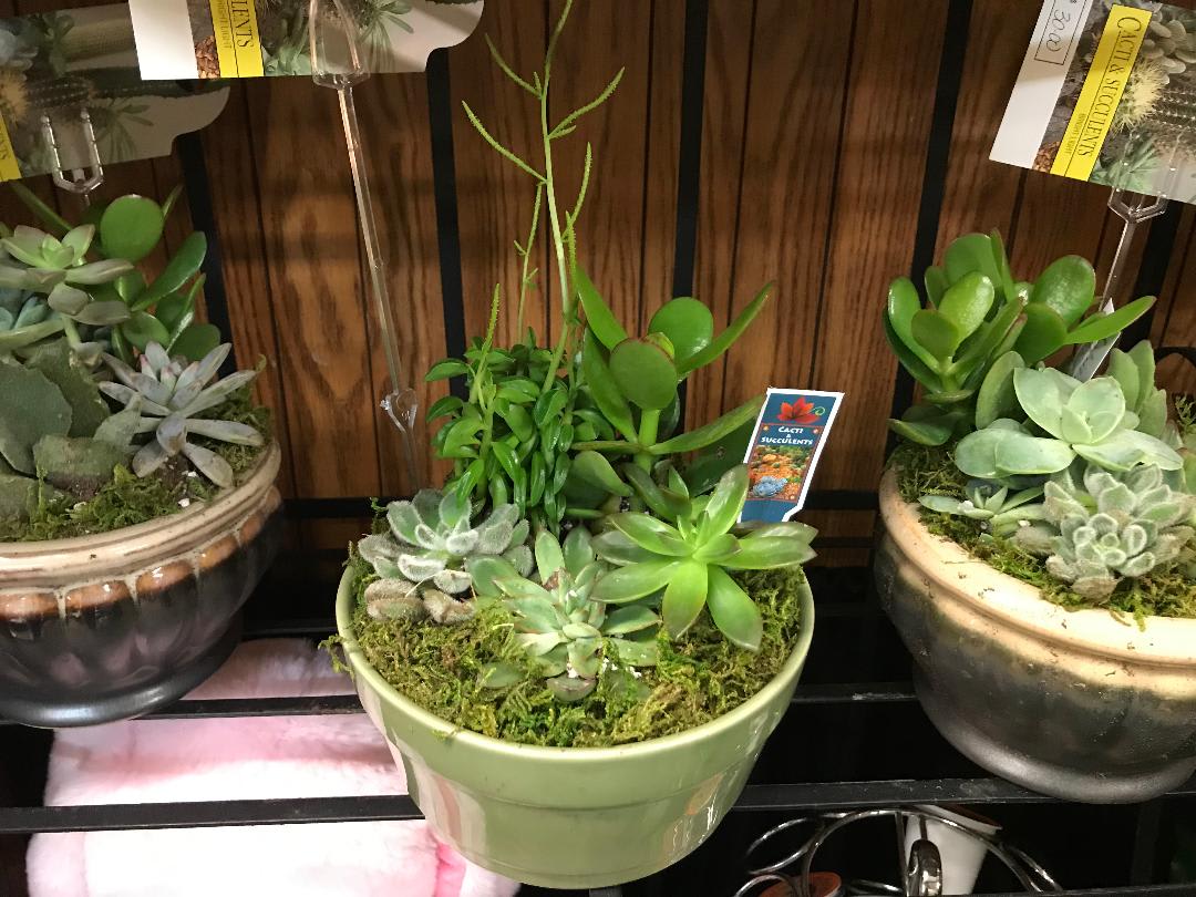 Succulent Dish Garden in Florissant, MO | Dooley's Florist ...
