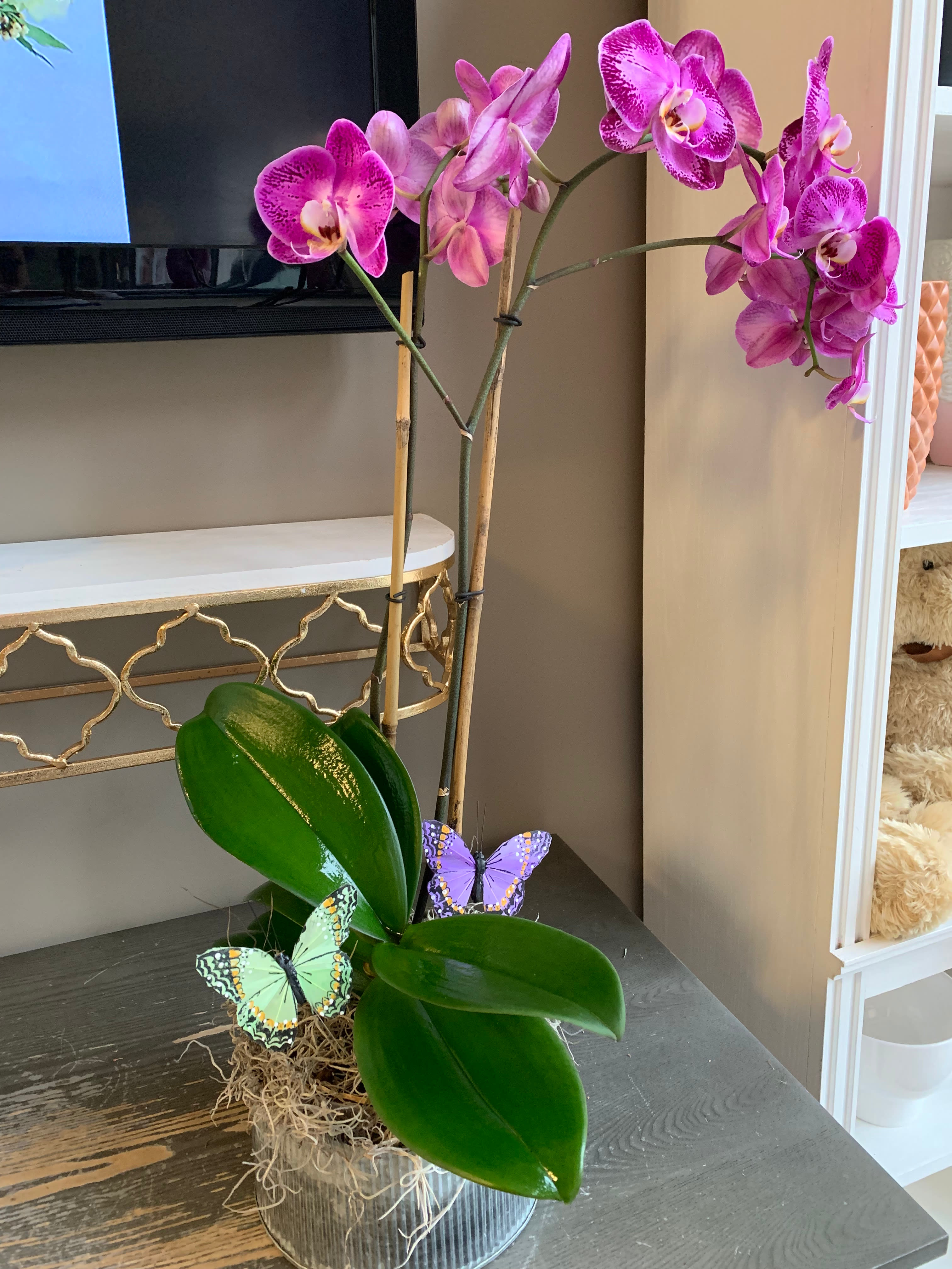 1 Stem 6 Phalaenopsis Orchid In Memphis Tn Premier Flowers