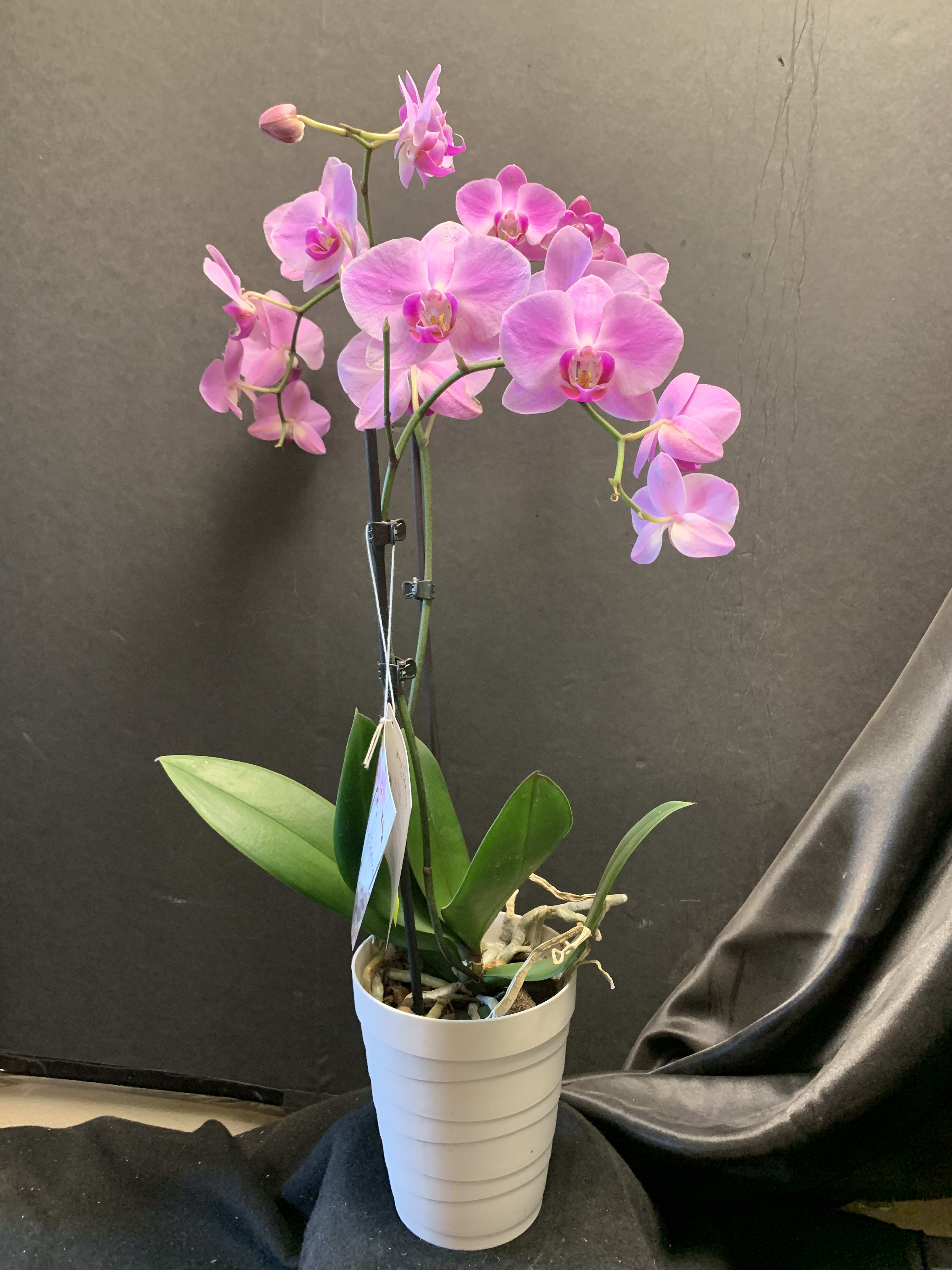 Phalaenopsis Orchid Plant In Wooster Oh Green Thumb Floral