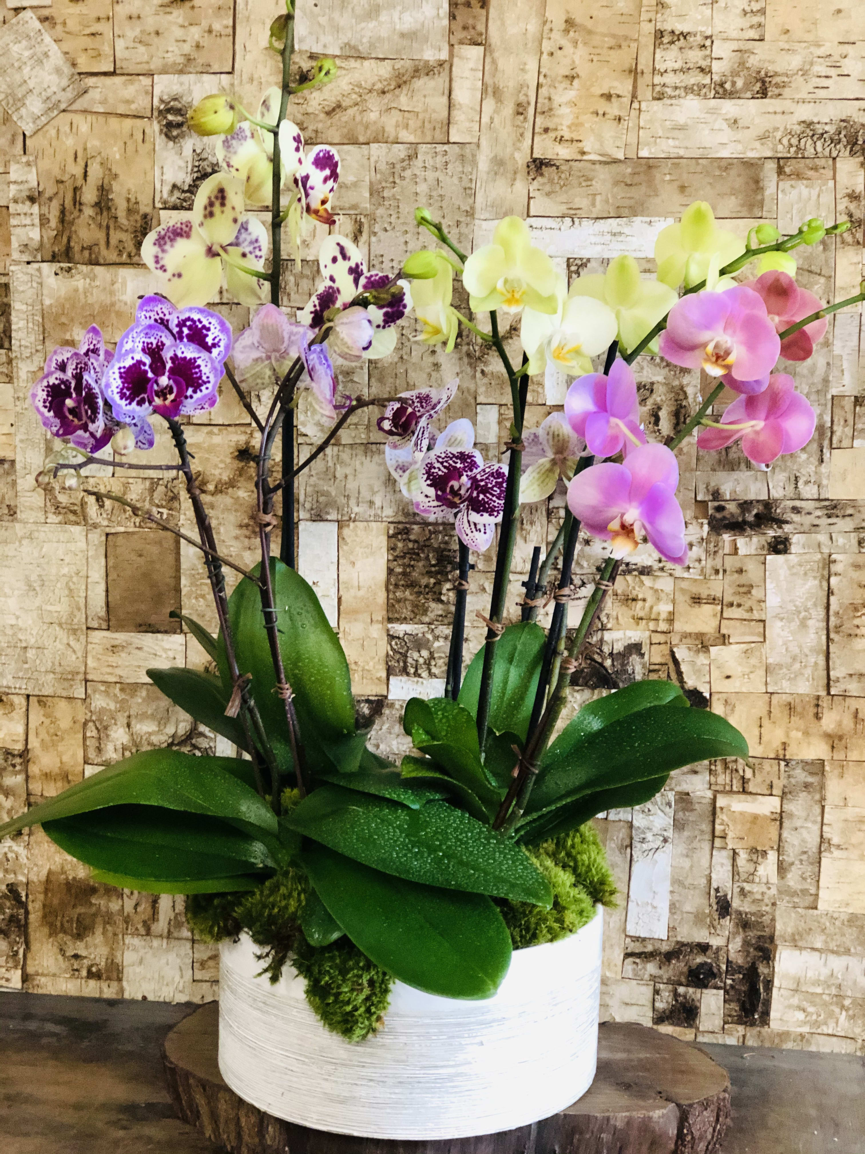 Orchid Garden In El Segundo Ca Natural Simplicity
