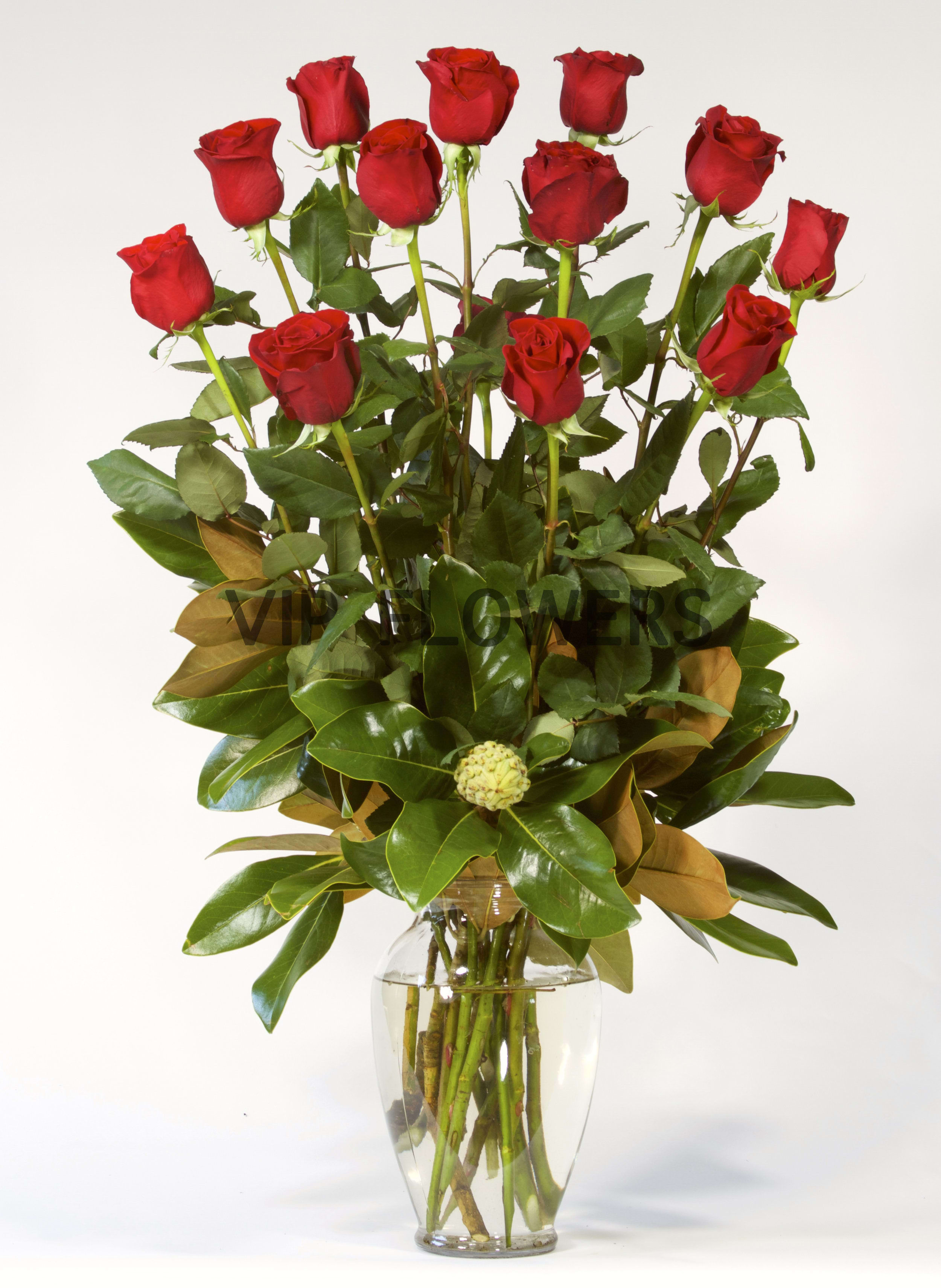 1 Dozen Red Roses Long Stem In Portland Or Vip Flowers