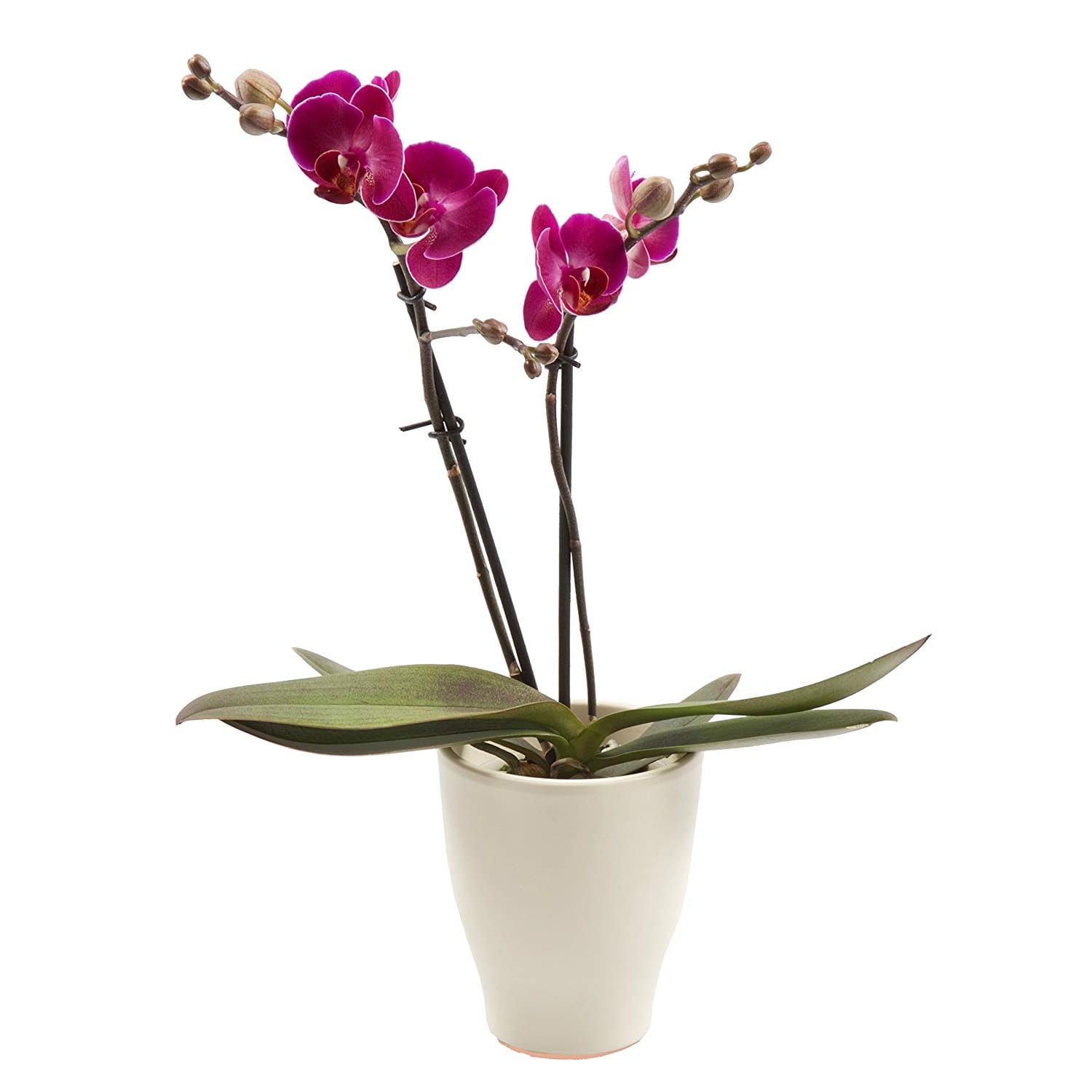 Pink Orchid Planter In Waterbury Ct The Orchid Florist