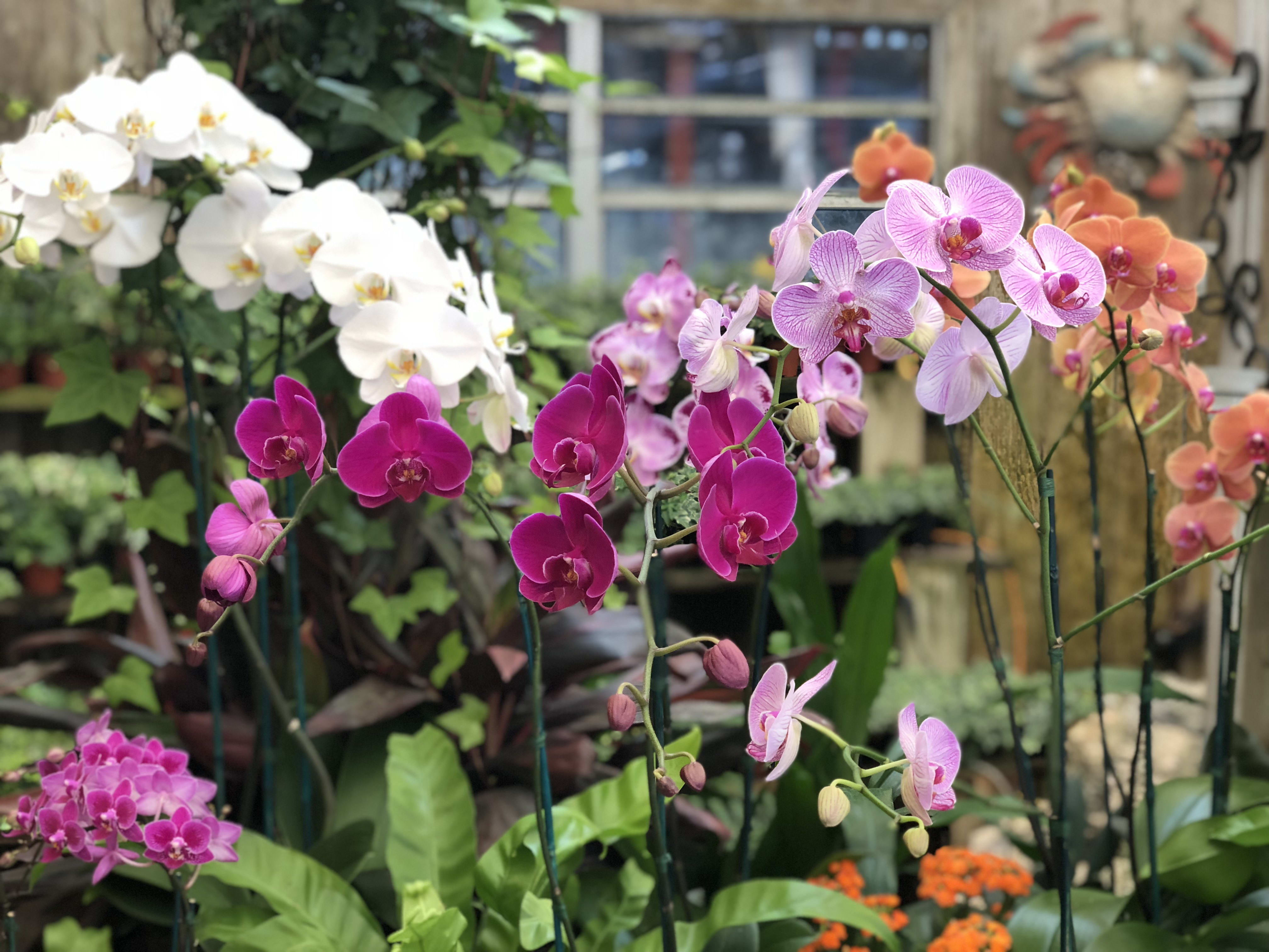 Custom Orchid Plant Arrangement In Miami Fl Hirni S Wayside Garden Florist