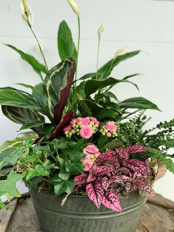 Indoor Plants Arrangement