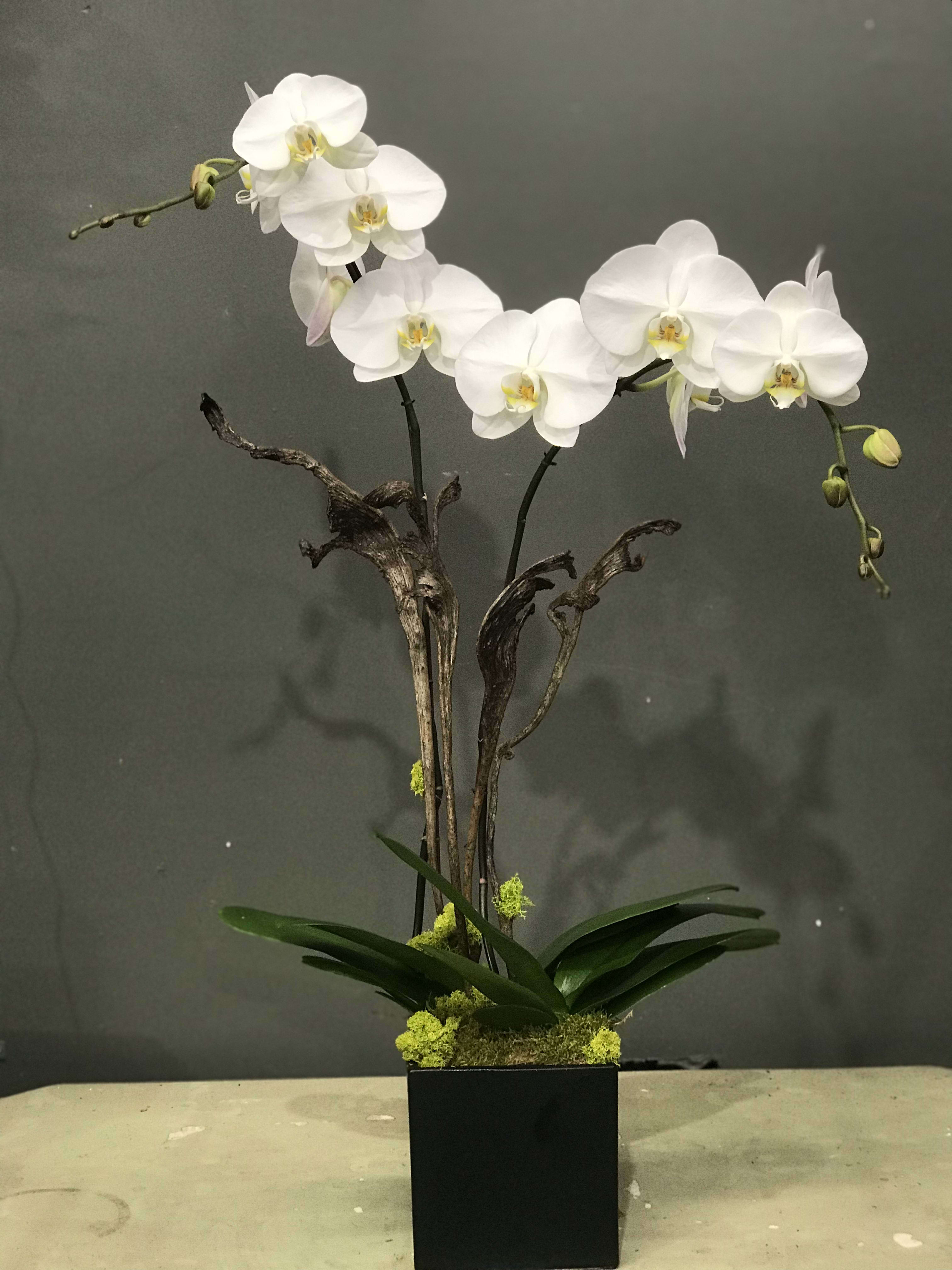 Orchid Lovers In Encinitas Ca Divine Orchids