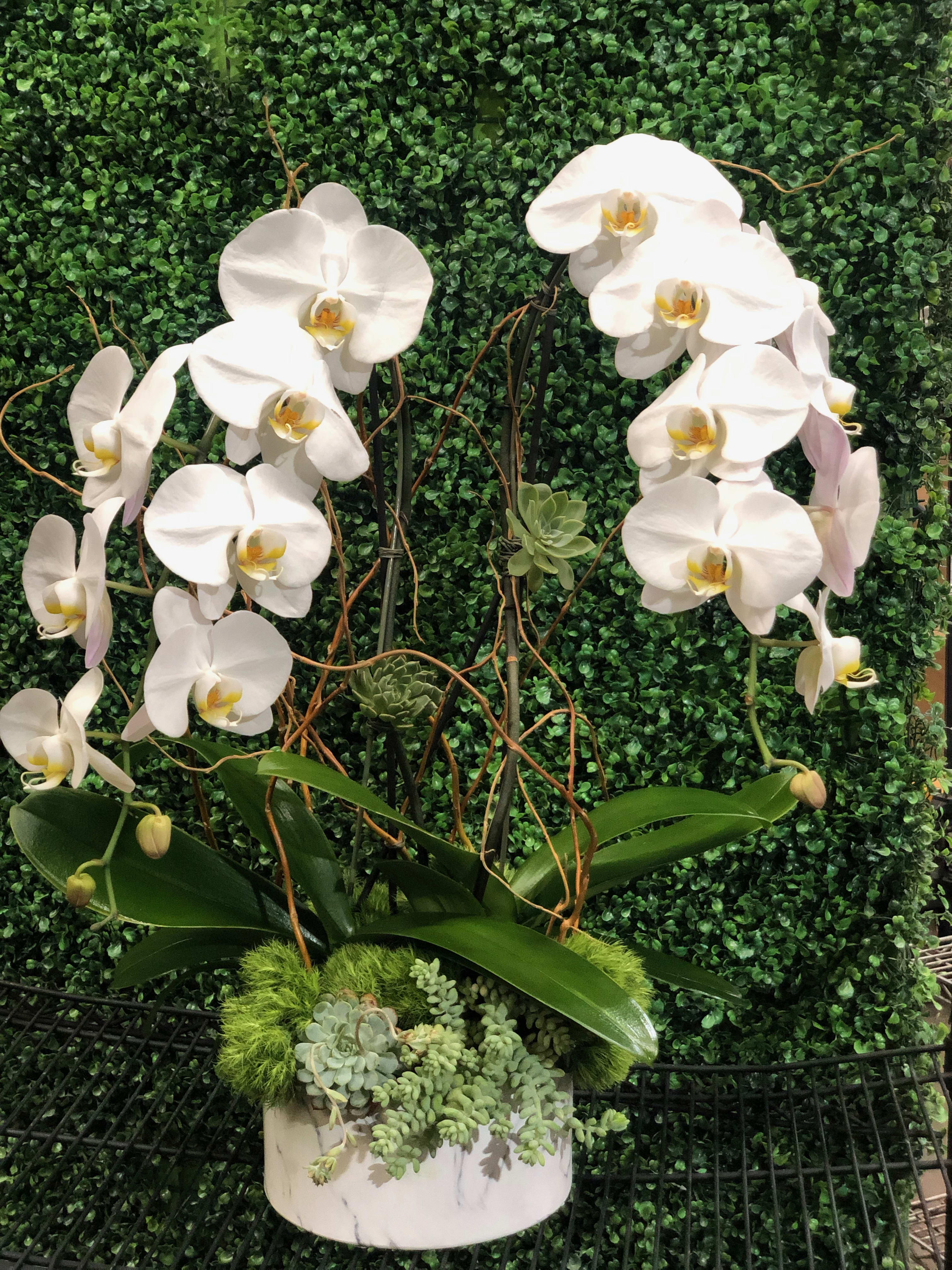 Orchid Quatro Special In Van Nuys Ca Van Nuys Flower Shop