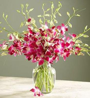 Exotic Orchids In San Jose Ca Valley Florist