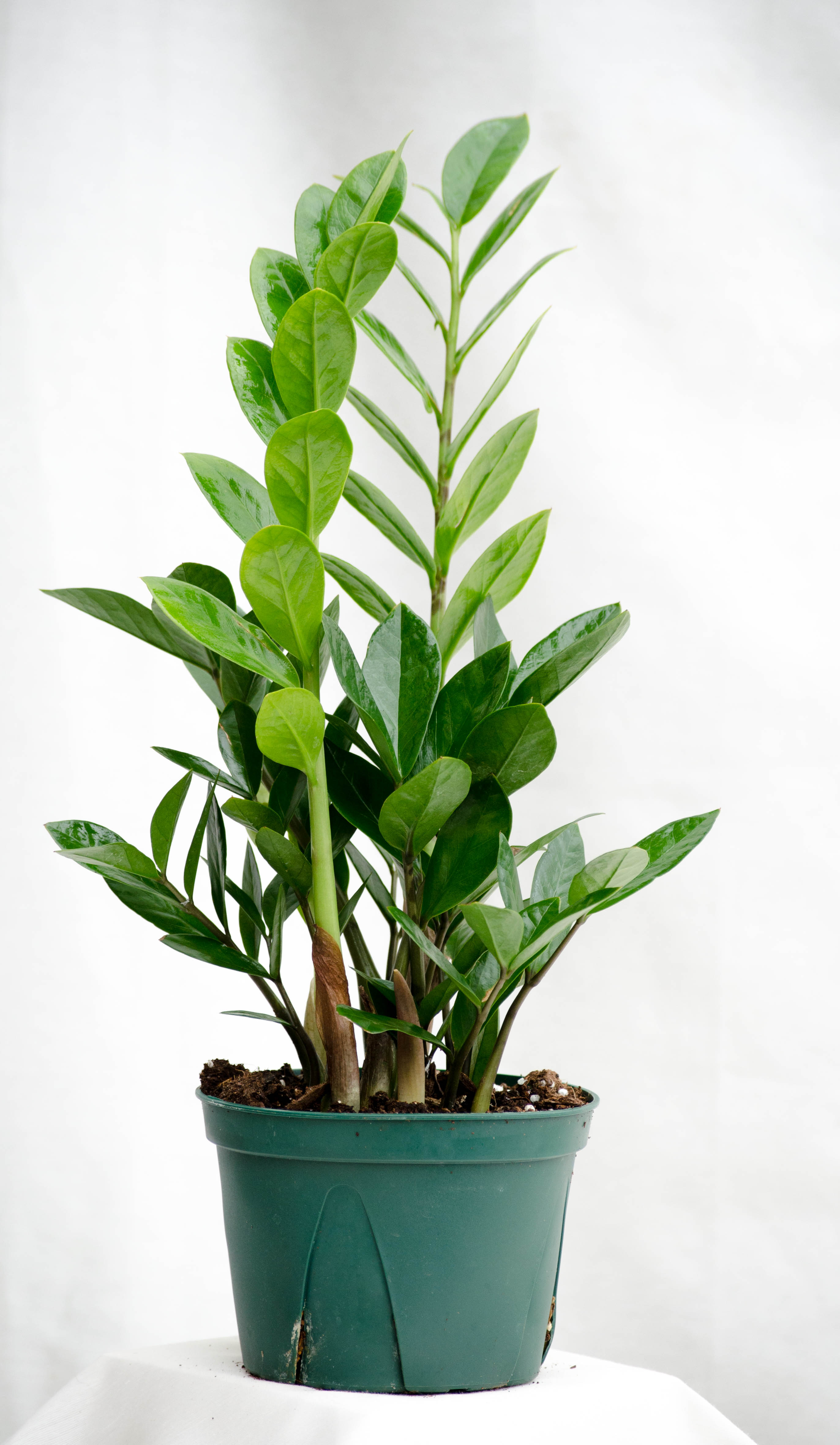 Z.Z. Plant in Syracuse, NY | Coleman Florist inc