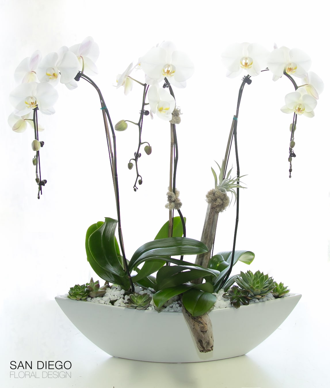 Luxury White Orchids In San Diego Ca San Diego Floral Design