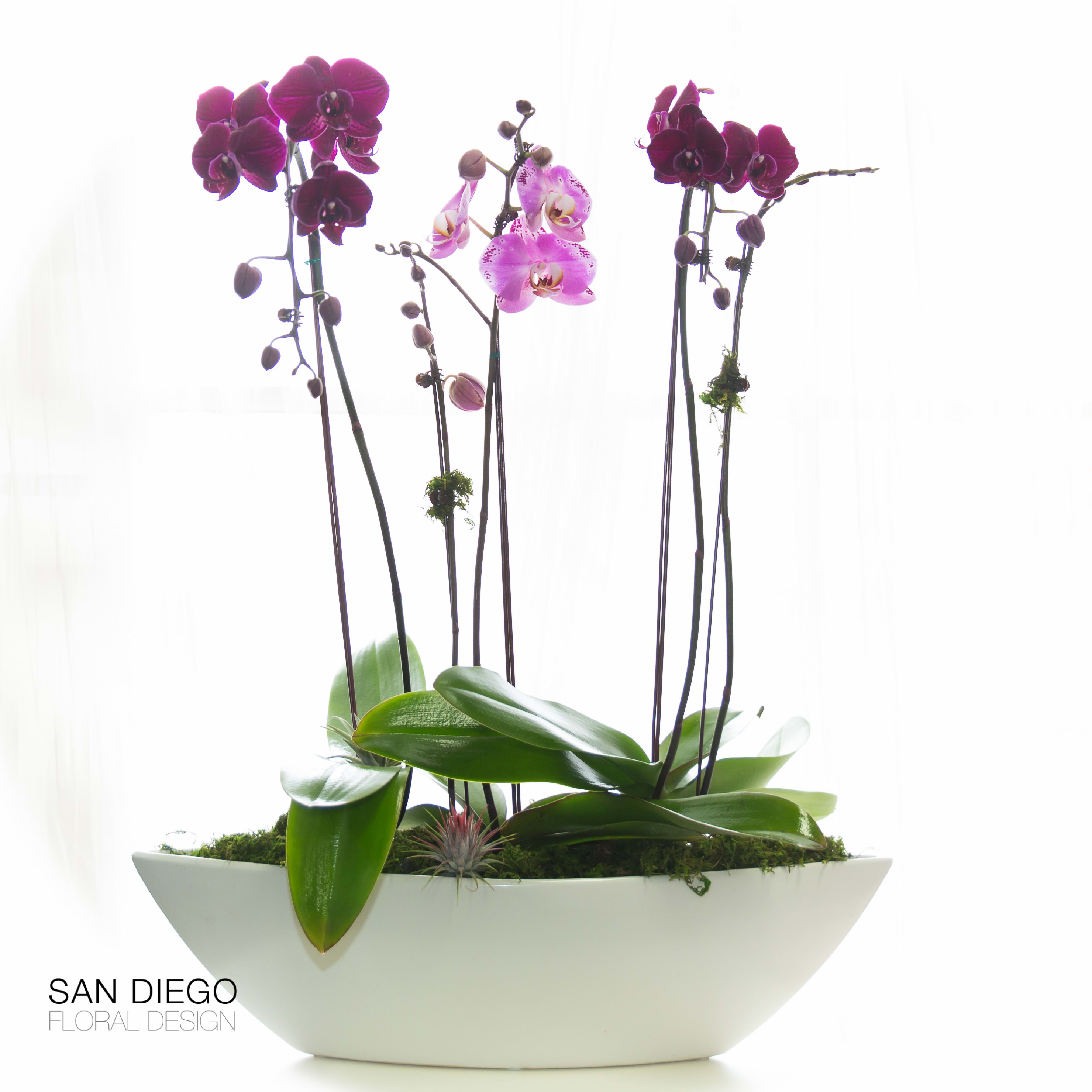 Luxury Purple Orchids In San Diego Ca San Diego Floral Design