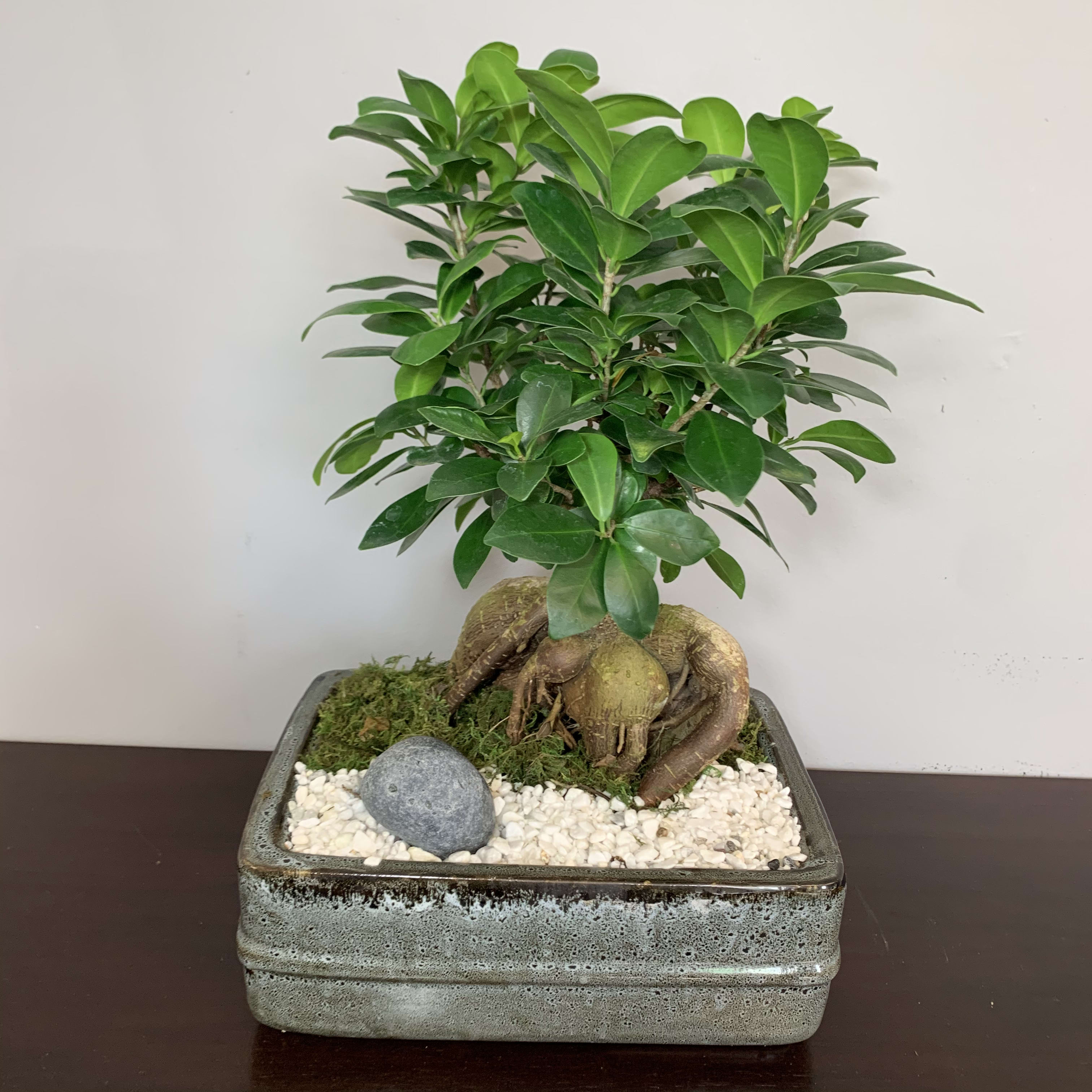 Ginseng Ficus Bonsai In Oakland Park Fl Wjm Floral Events