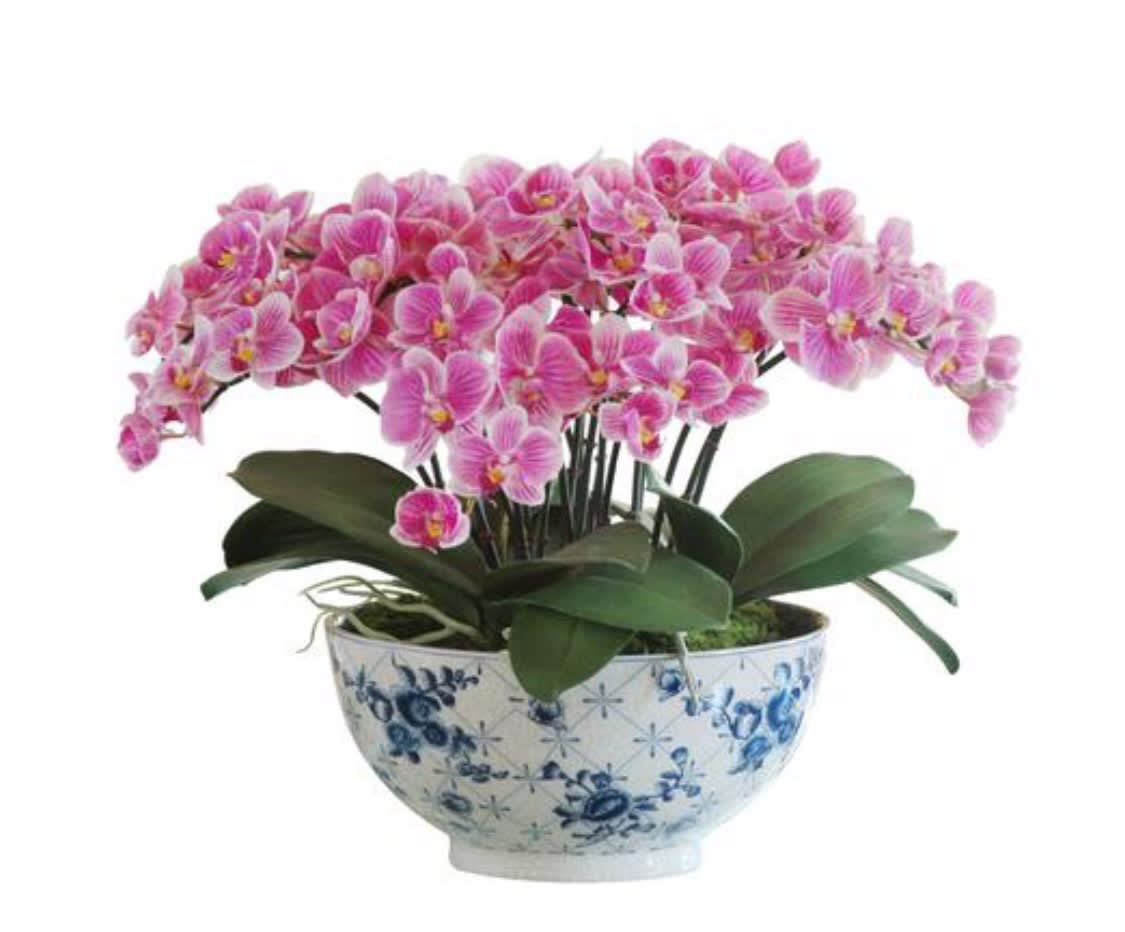 Baby Orchid Plants In Glendale Ca The Dezign Shop