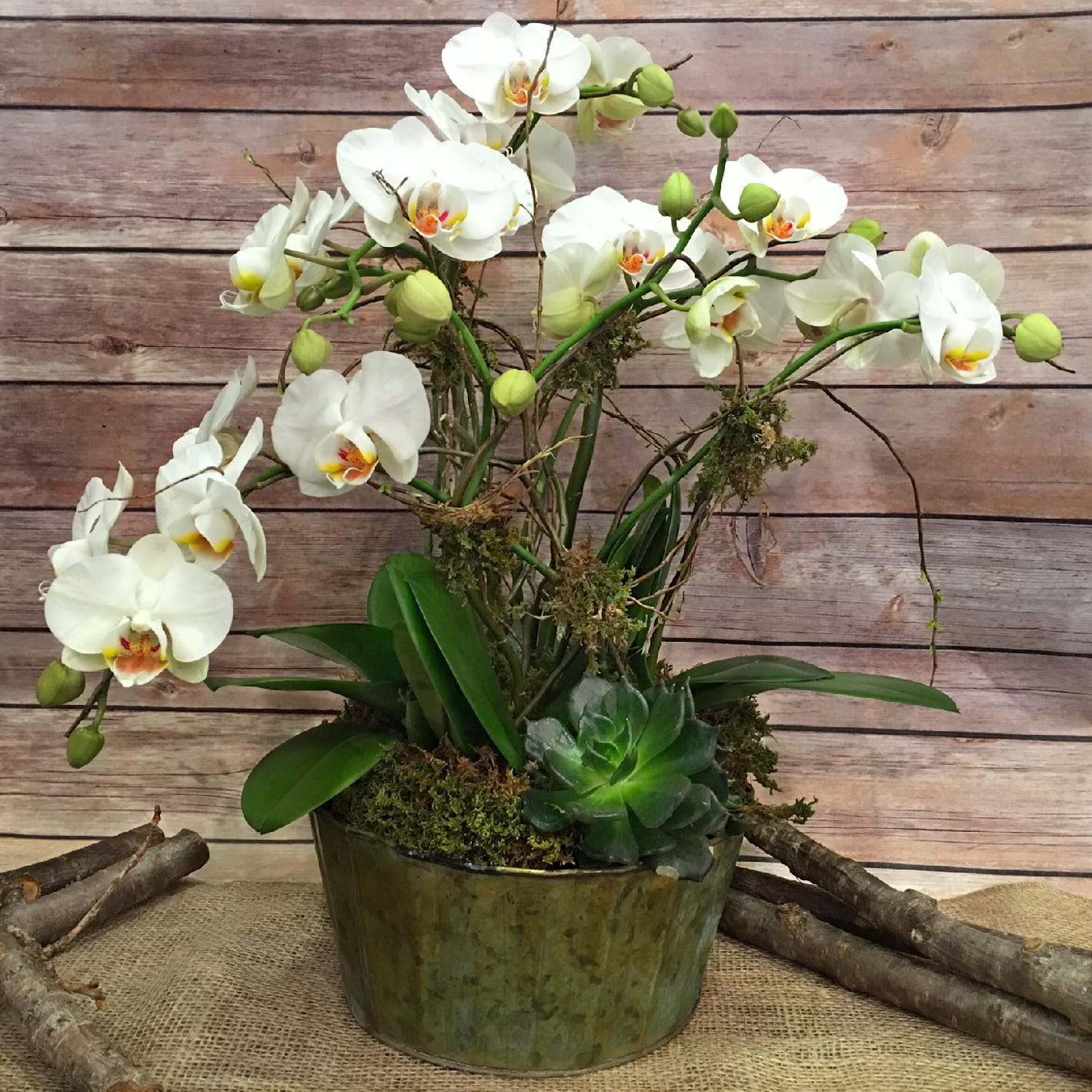 Joyful Journey Orchids In New York Ny Flowers By Philip